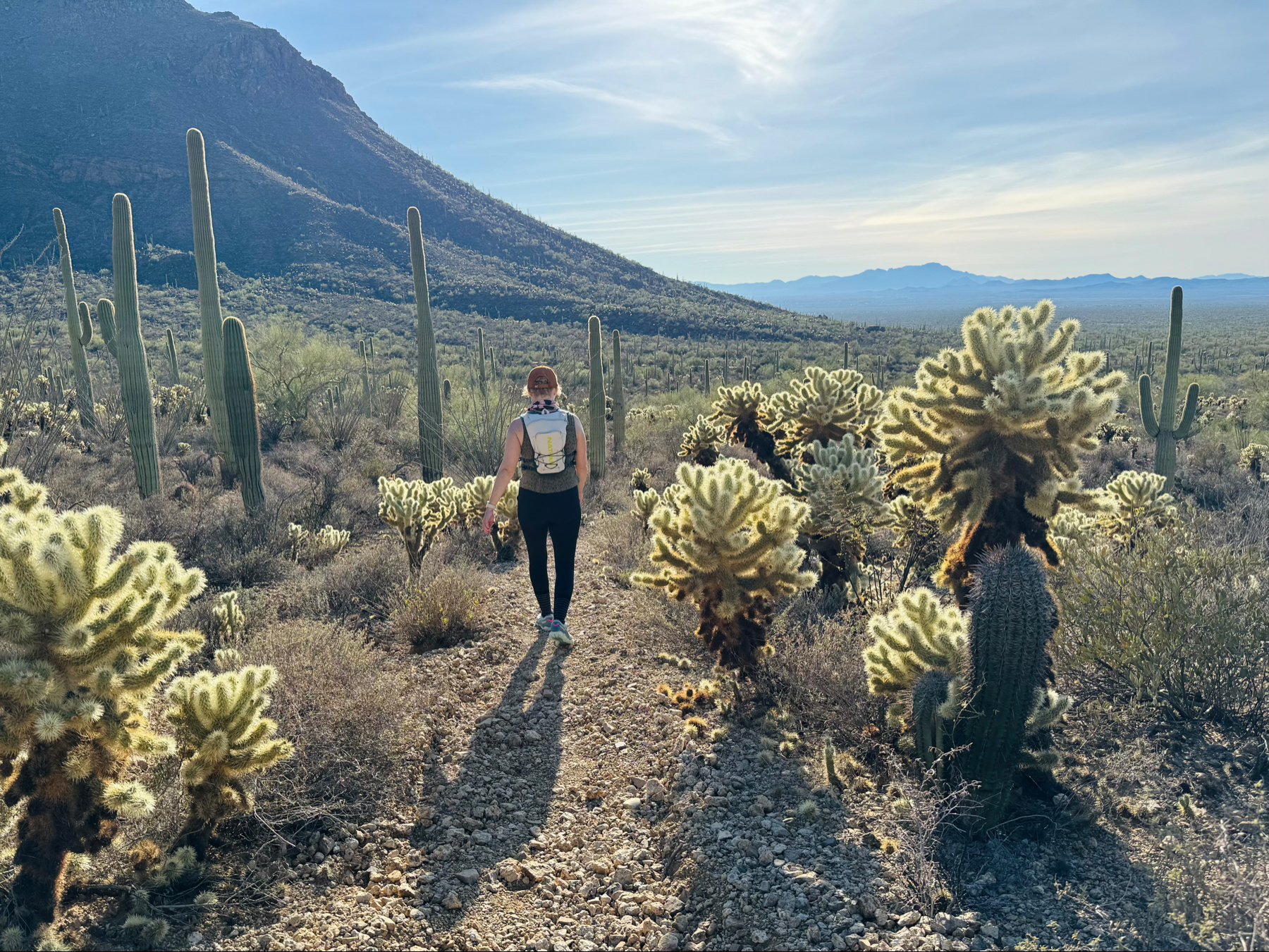 A person hiking on a desert trail surrounded by various cacti, including tall saguaros and bushy cholla, with a mountain in the background under a clear sky.