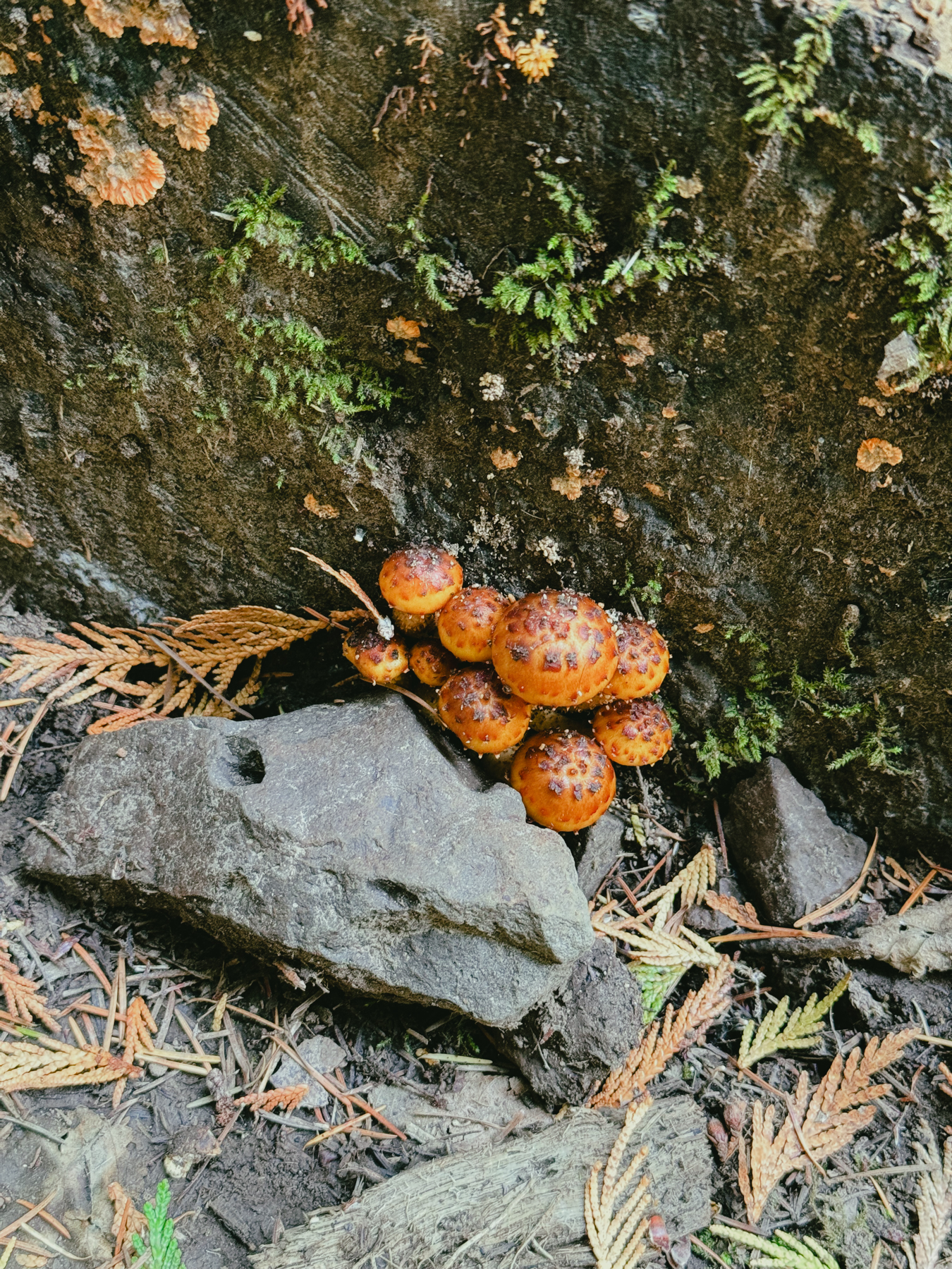 Dark orange mushrooms with even darker spots on them, growing out of the face of a fallen tree trunk.