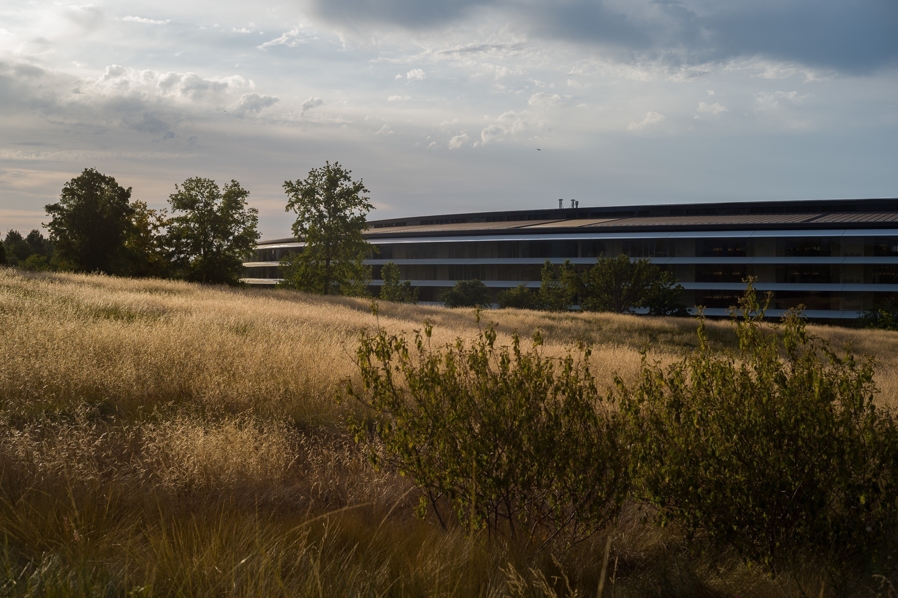 Golden grass in the foreground and Apple Park building in the distance, with a dramatic cloudy sky above. Everything is lit by the late evening sunlight.