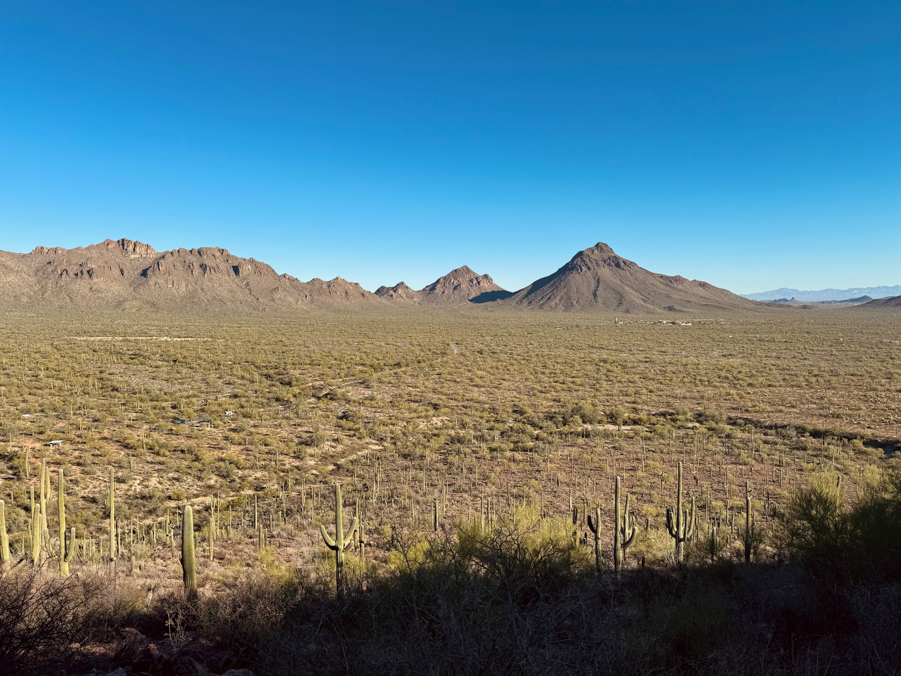 A desert landscape with a range of mountains in the background and a vast expanse covered with saguaro cacti under a clear blue sky.
