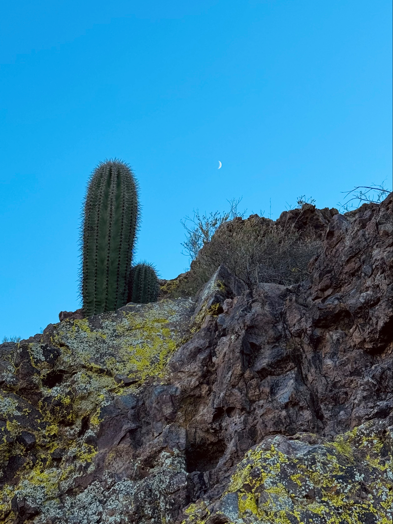 Rocky terrain with vibrant lichen, a single tall saguaro cactus, and a crescent moon in the blue sky.