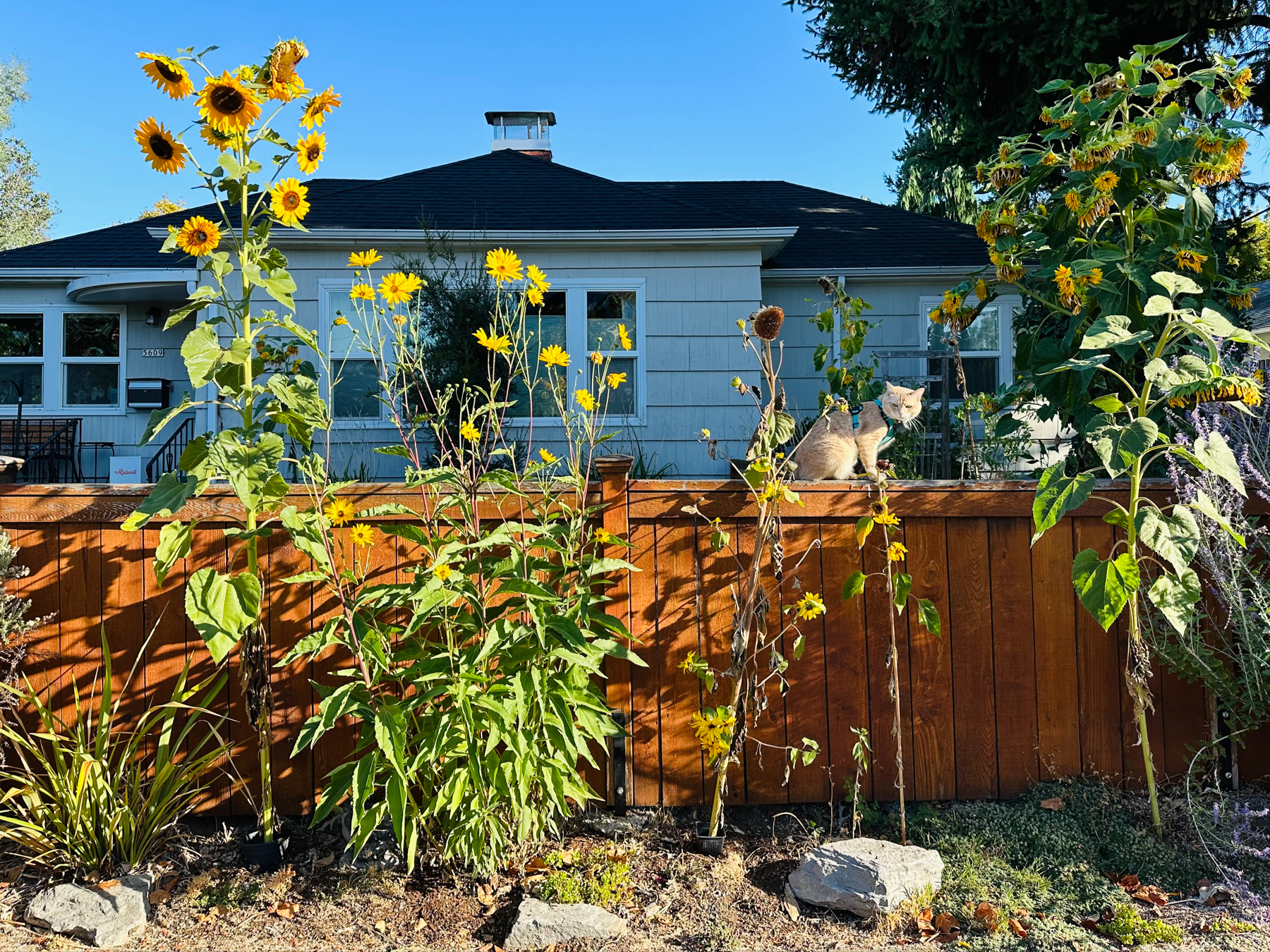 A cat sits on a short fence with a house in the background and blue sky above. There are tall sunflowers next to the cat.