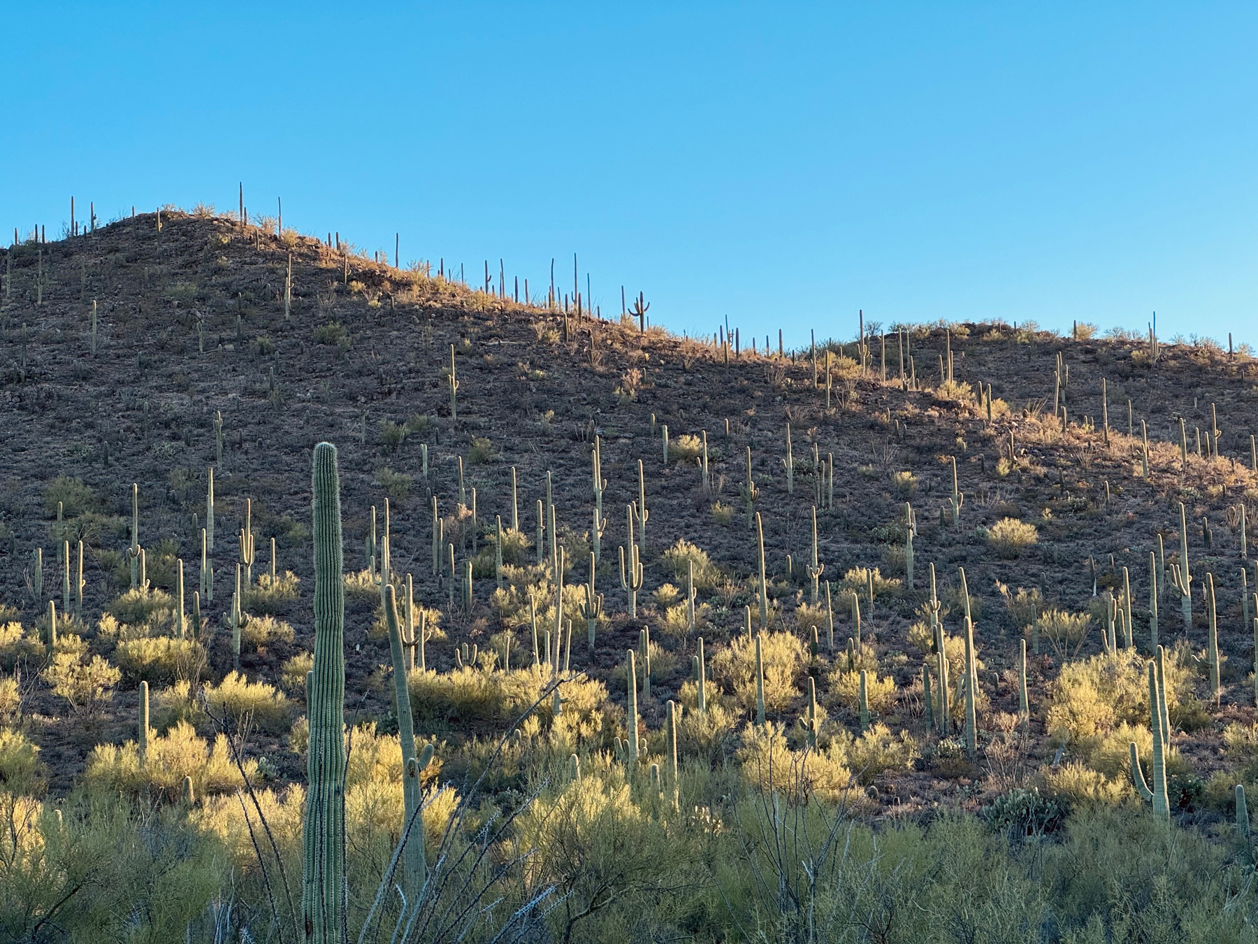 Desert hillside covered in numerous saguaro cacti lit by the light of the setting Sun, with clear blue sky above.