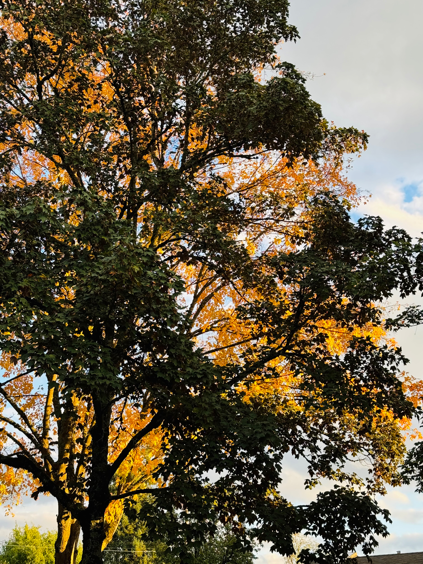 Two tree with contrasting yellow and dark green leaves.
