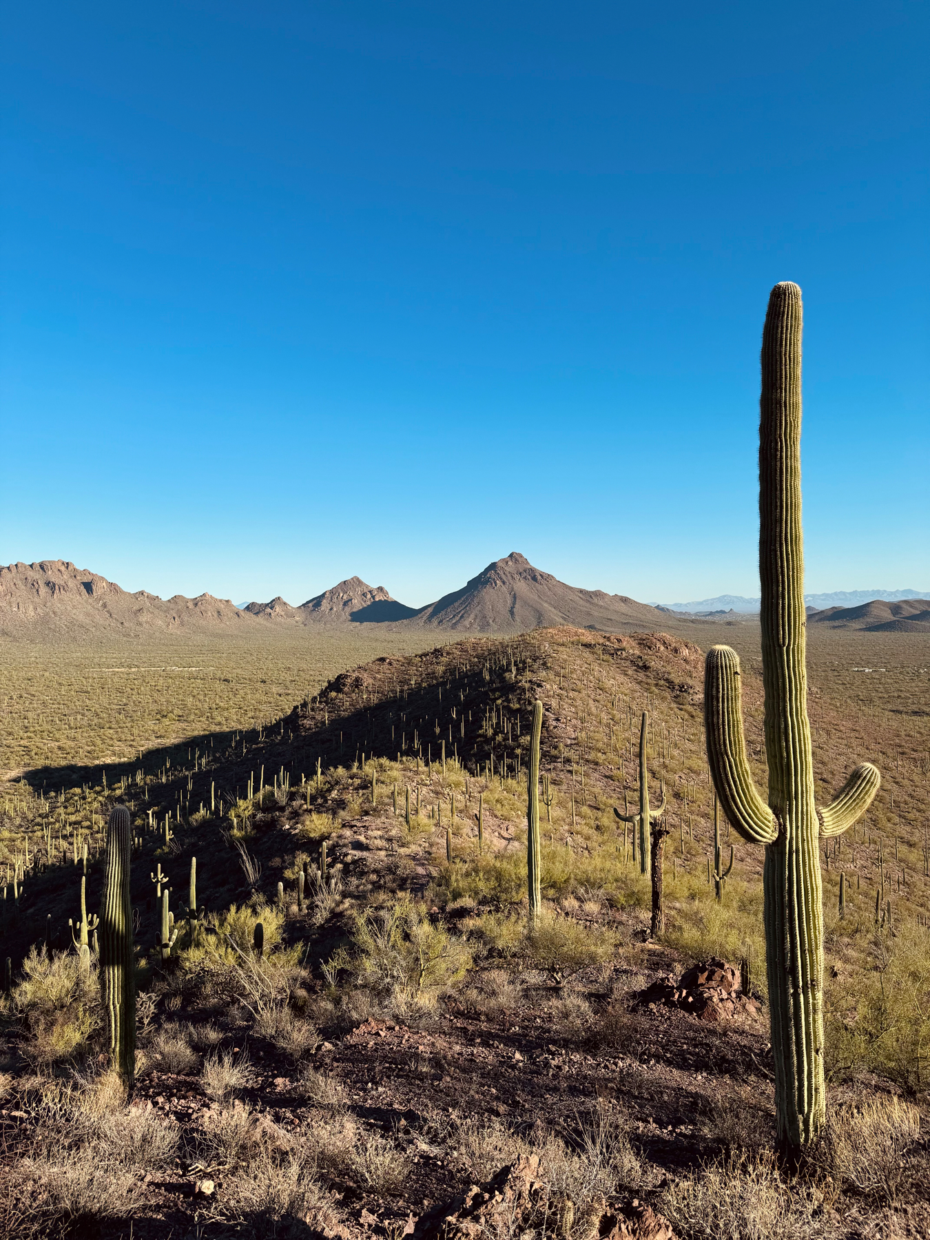 A desert landscape with numerous saguaro cacti and a clear blue sky. In the background, there are rugged mountains.