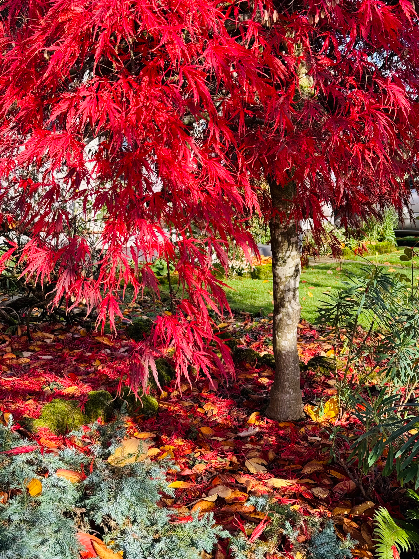 A small maple tree with a variety of fall colored leaves below it. Its leaves are very red. There’s a bright green lawn in the background.
