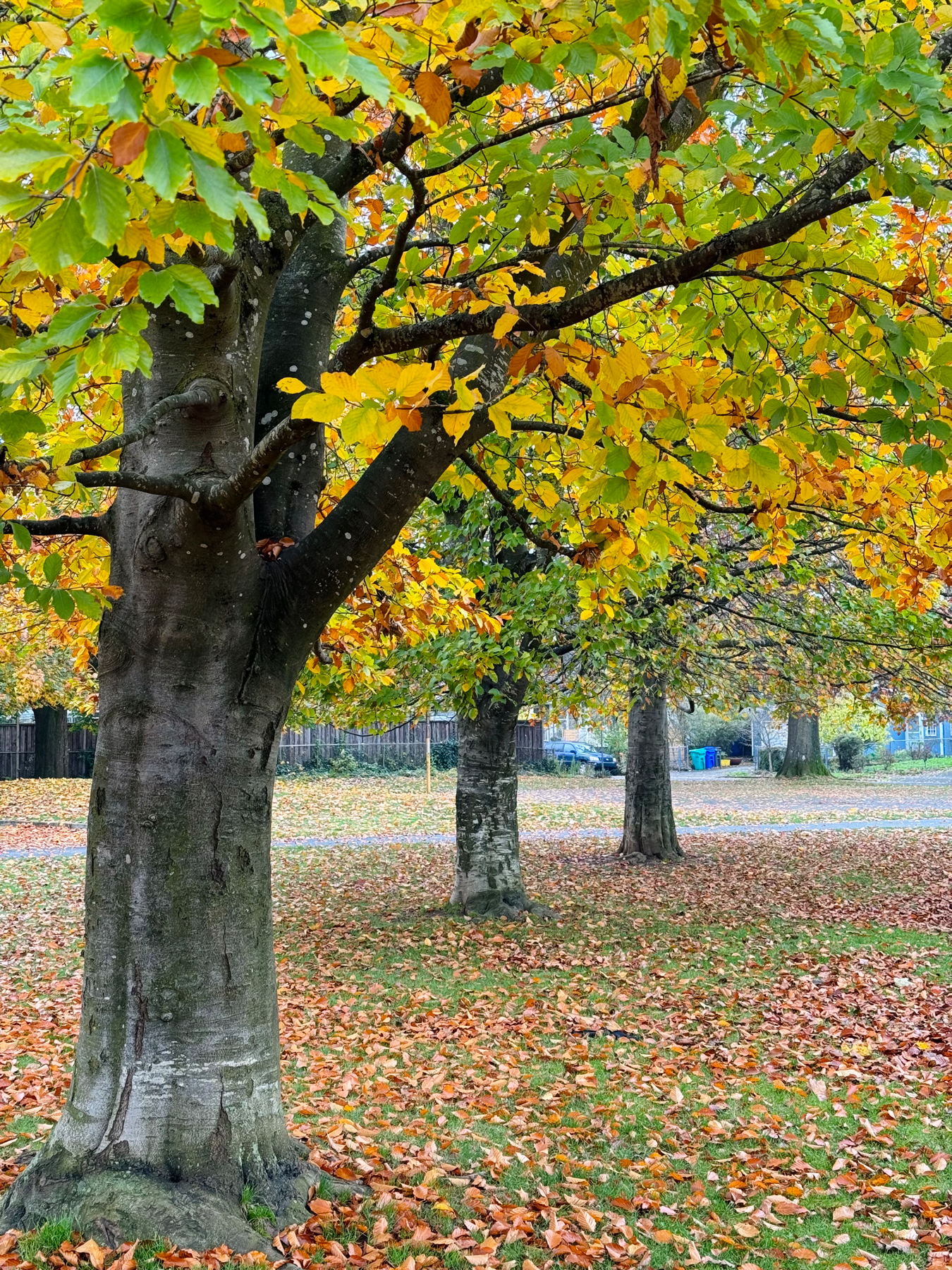 Three trees in a row with yellow green leaves on them and dry dark yellow leaves on the grass below.