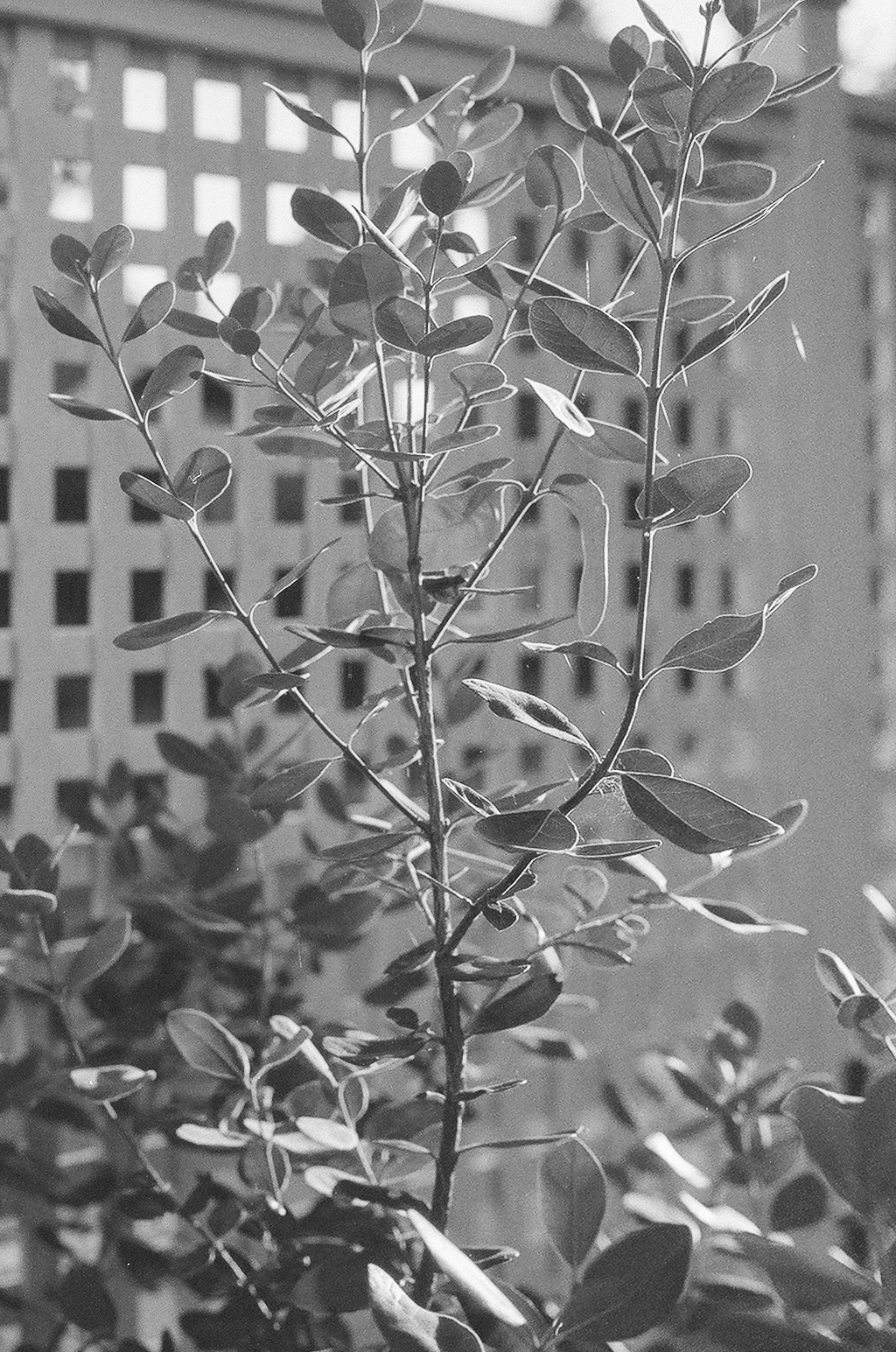 An up close black and white photo of a small plant in front of a white lattice fence.