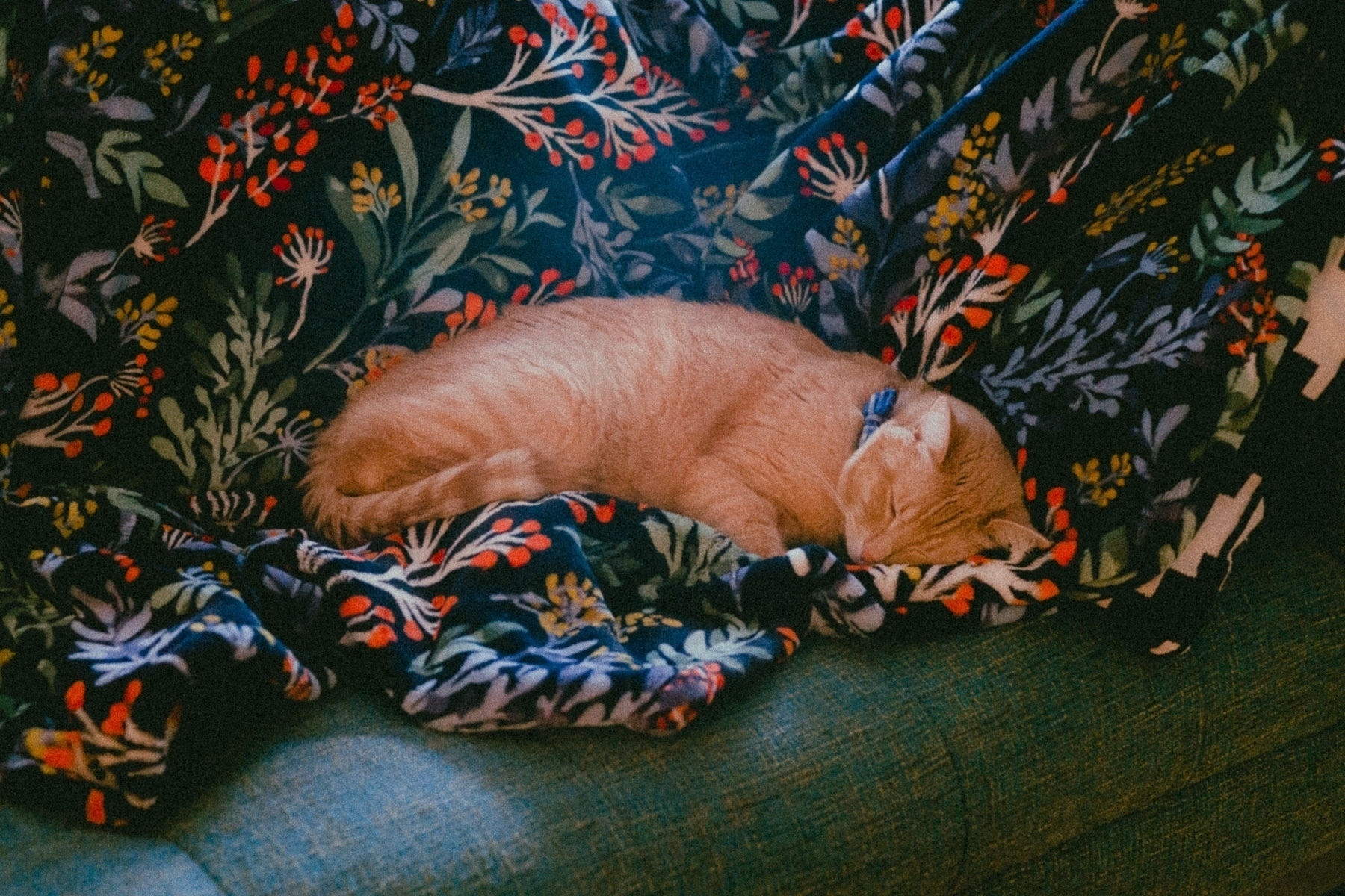 Momo (a buff tabby cat) sleeps on a colorful blanket on a greenish blue sofa.