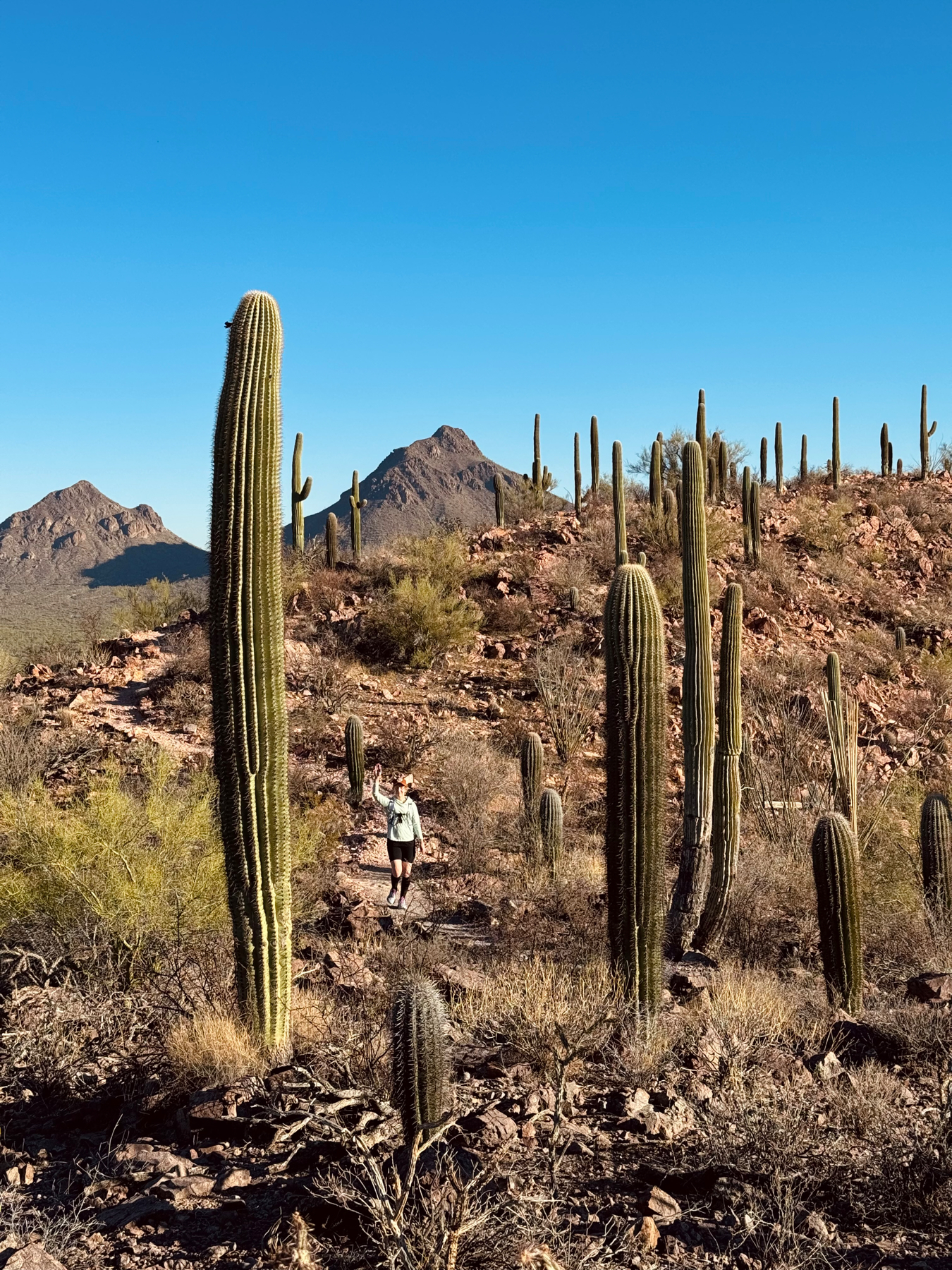 A hiker waving in the distance among tall cacti on a desert trail with mountains in the background under a clear blue sky.