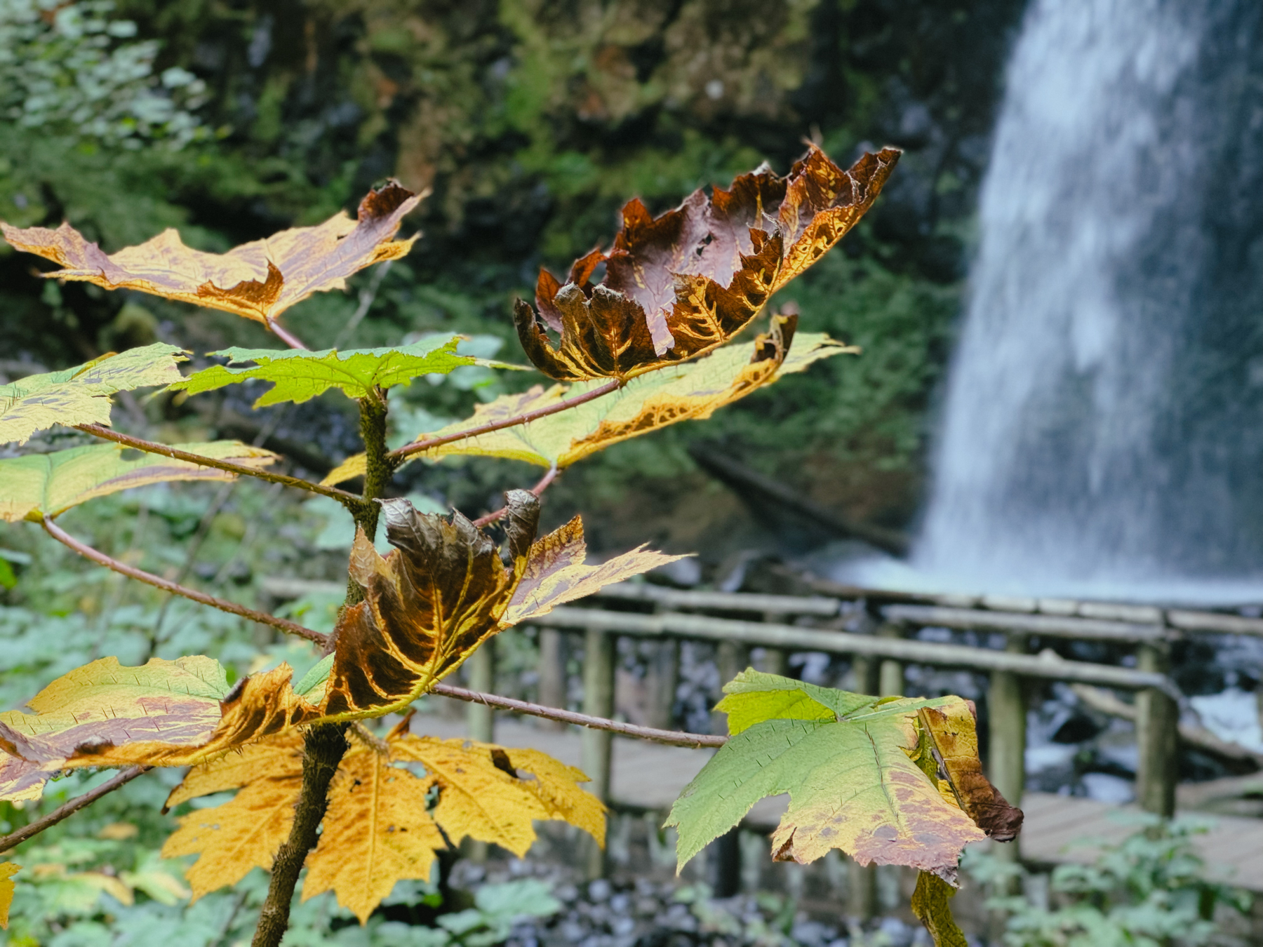 Leaves in varying fall colors with spikes in their surface. A blurry backdrop of a small bridge and waterfall behind.