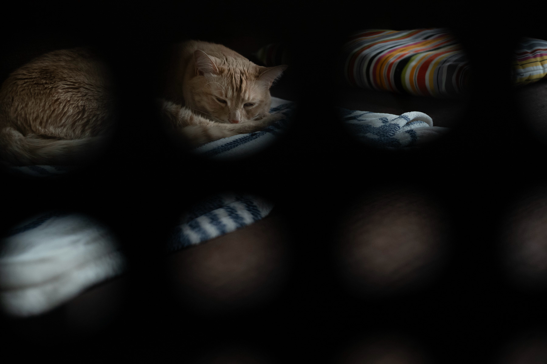 A tabby cat resting on a patterned blanket with patches of light filtering through an object with circular cut-outs, casting a pattern of shadows over the scene.