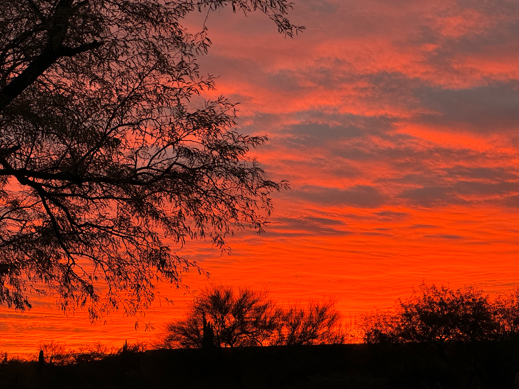 Sunset sky with vibrant orange and red colors, silhouetted tree branches in the foreground, and desert vegetation on the horizon.