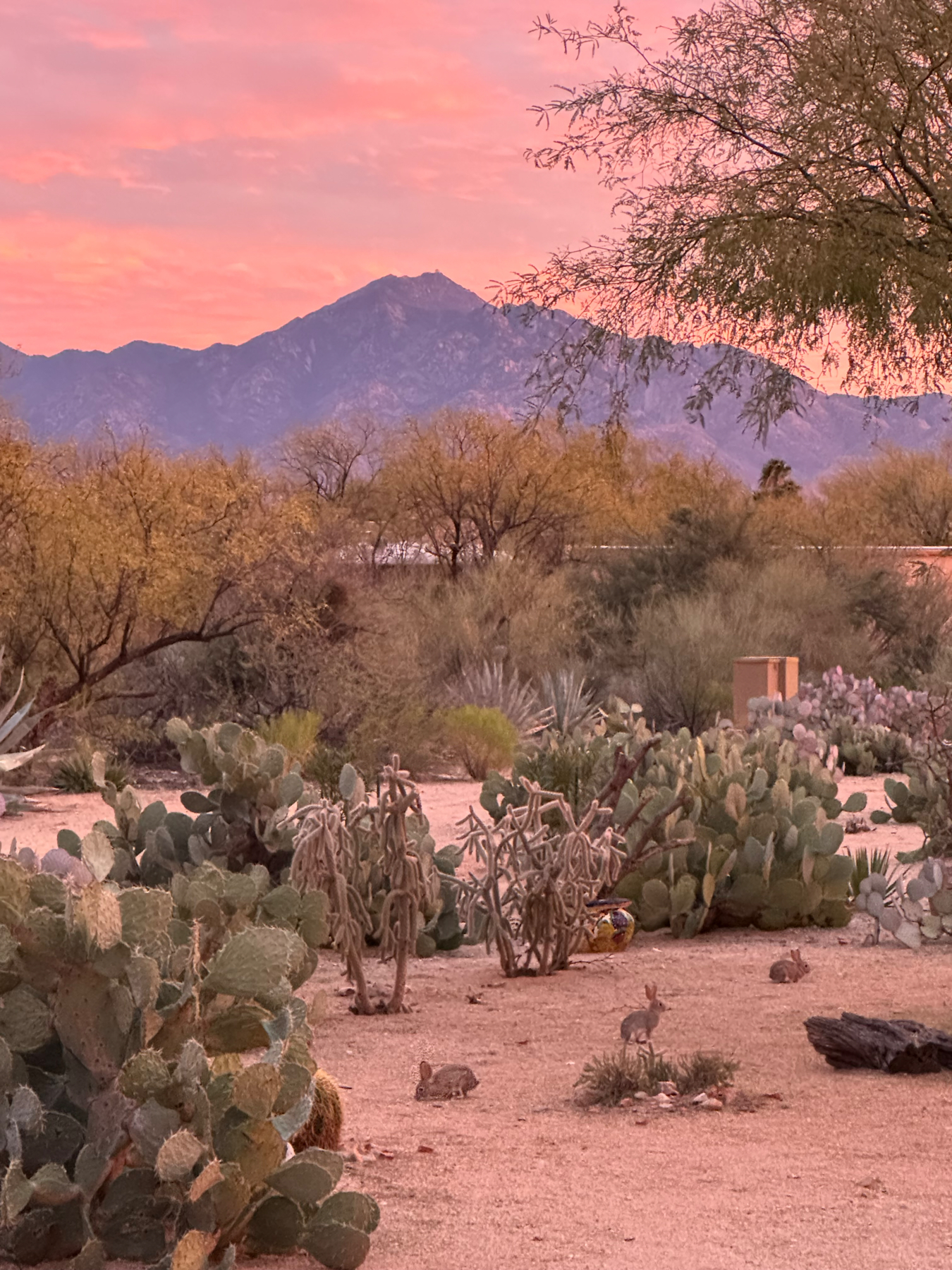 A desert landscape at sunset with a pink and orange sky, mountains in the background, and various types of cacti and desert vegetation in the foreground. Several rabbits are visible among the plants.