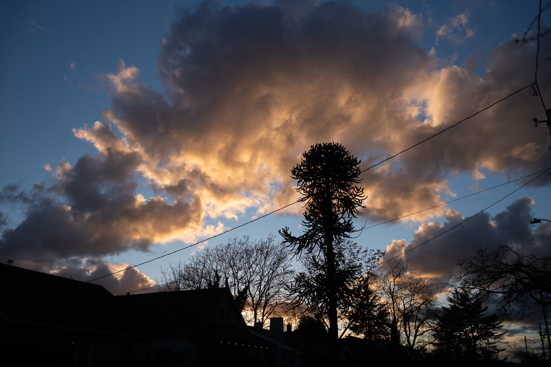 Silhouette of a “monkey puzzle” tree and residential houses at sunset with clouds illuminated by the golden light against a darkening sky. Power lines intersect the view.