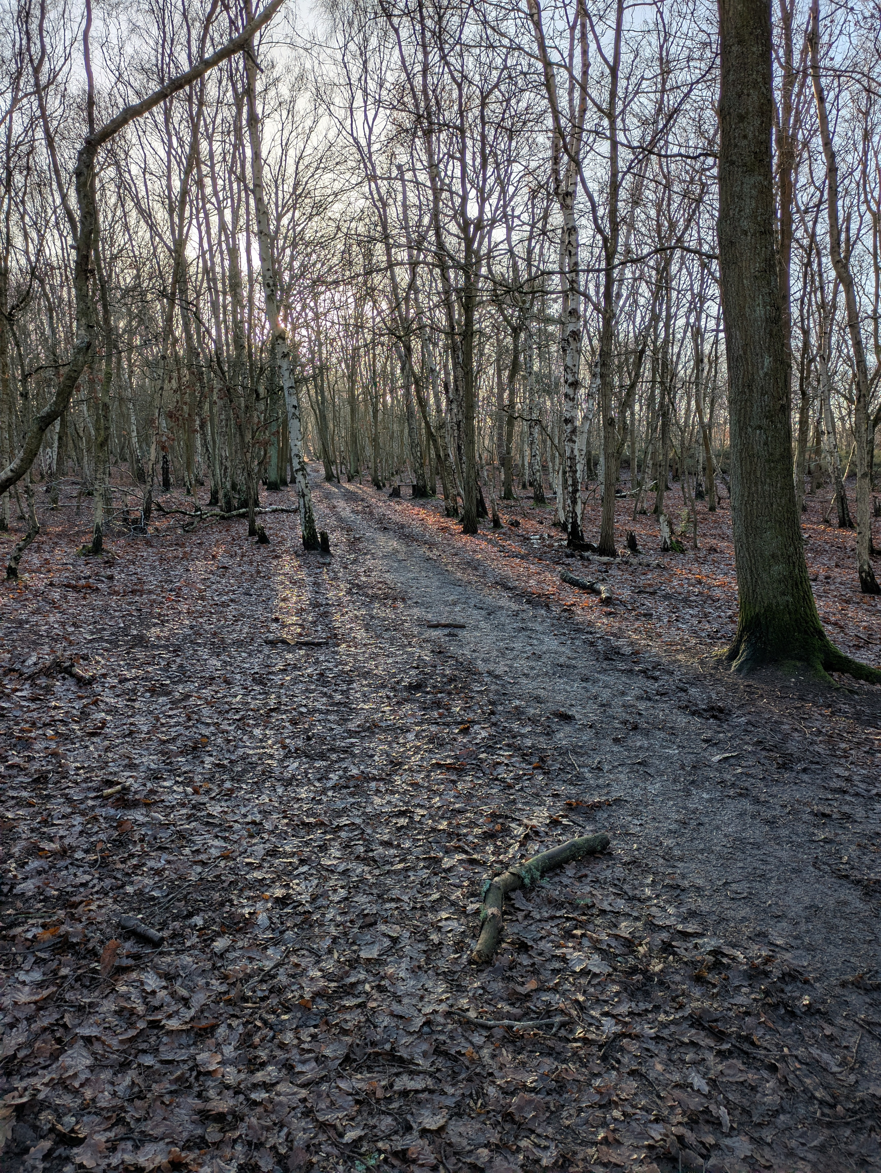 A leaf-strewn forest path winds through a wintery landscape of bare trees.