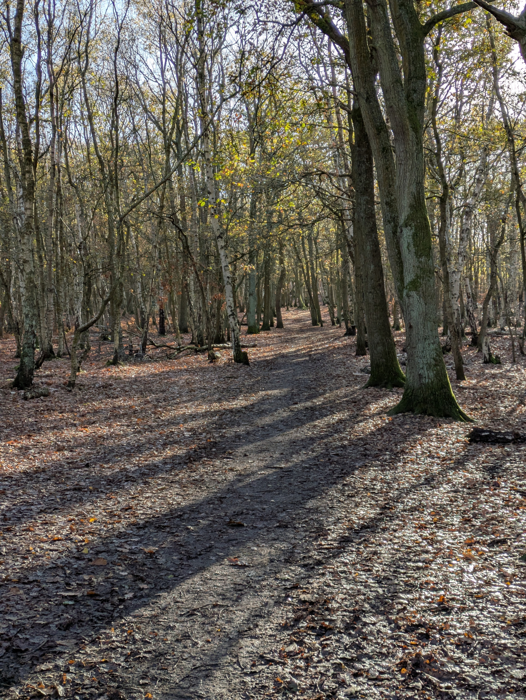 A forest path winds through a grove of trees, with scattered leaves covering the ground and sunlight filtering through the branches.