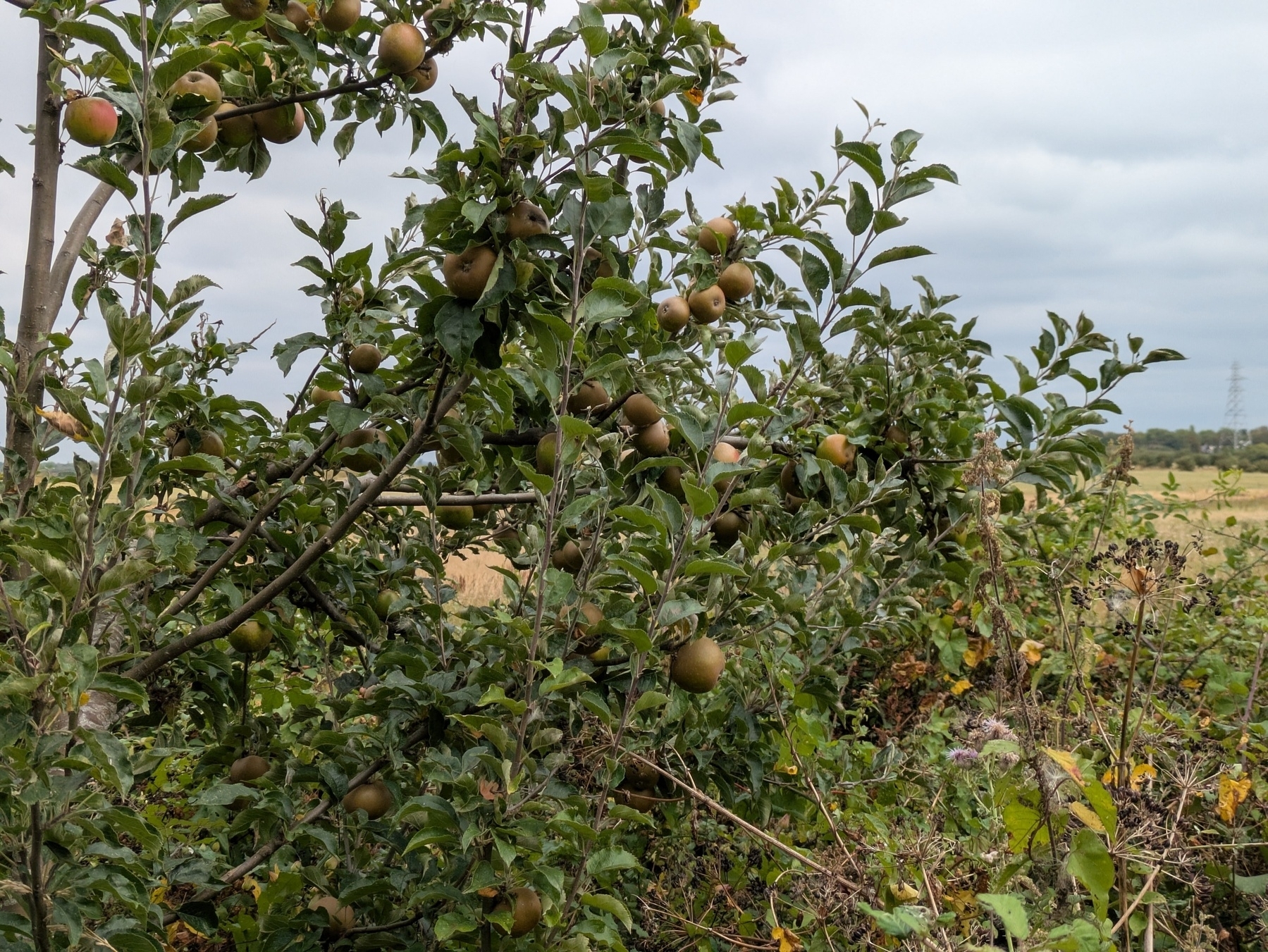A tree is laden with apples in a rural landscape under a cloudy sky.