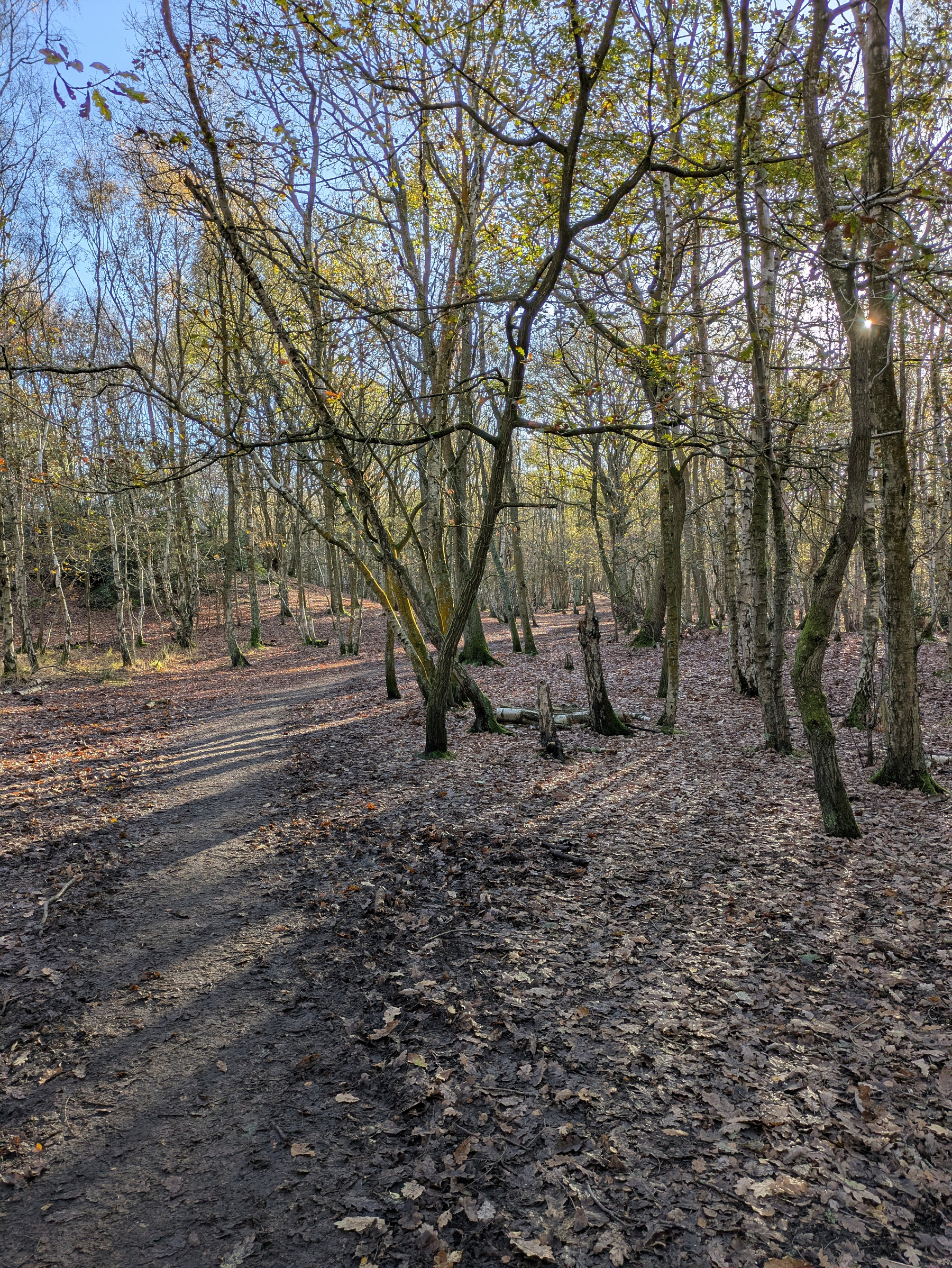 A forest scene features a dirt path winding through tall, slender trees with scattered fallen leaves and sunlight filtering through the branches.
