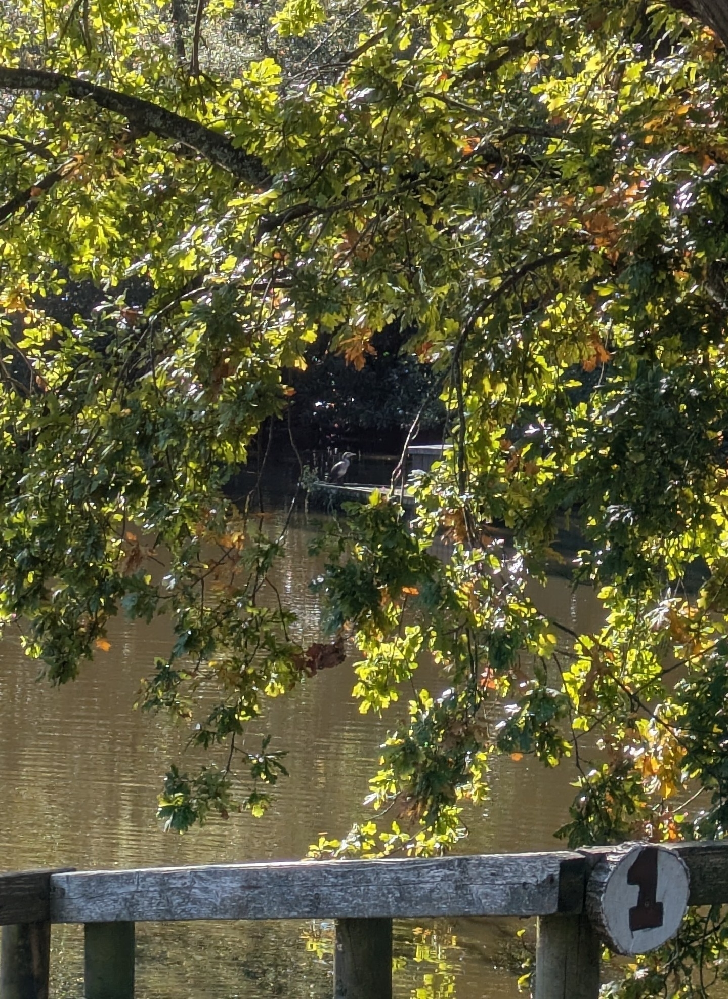 Sunlit tree branches with green leaves hang over a tranquil pond, with a wooden railing in the foreground. A cormorant suns itself on a wooden island intended for ducks. 