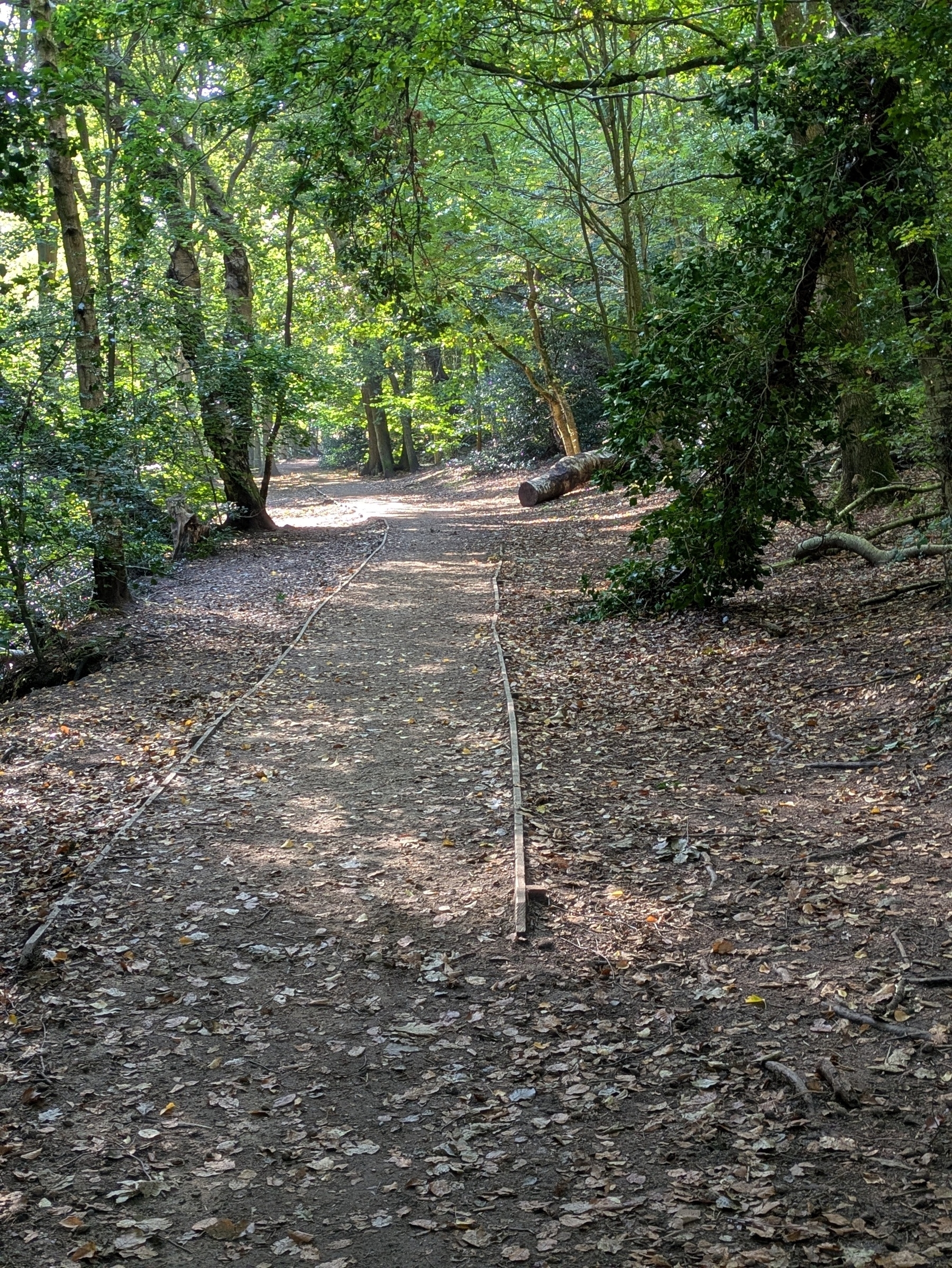 A path lined with fallen leaves winds through a lush, green forest.