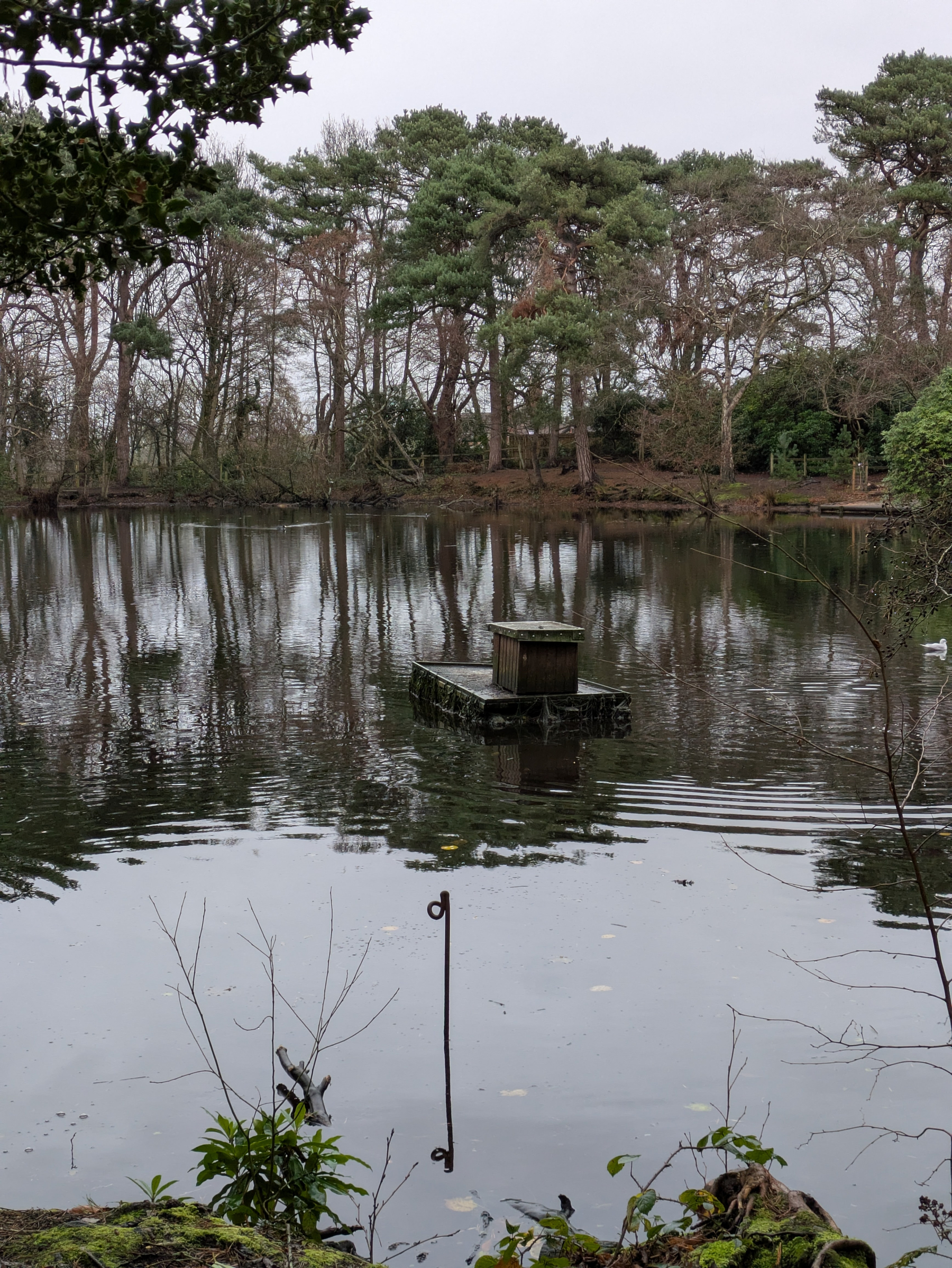 A tranquil pond is surrounded by trees, with a small platform or duck house in the center.