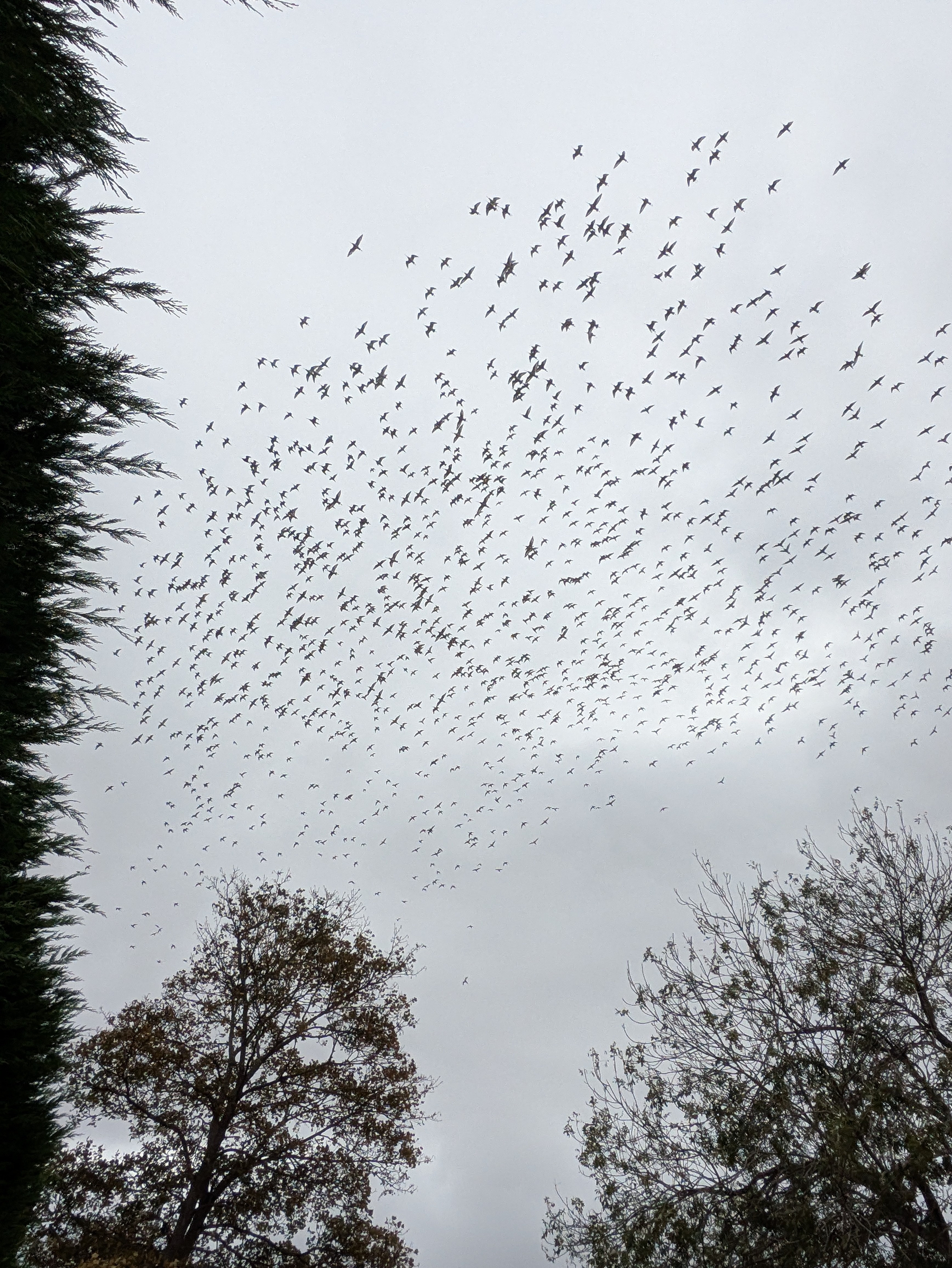 A large flock of birds is flying across a cloudy sky above some trees.