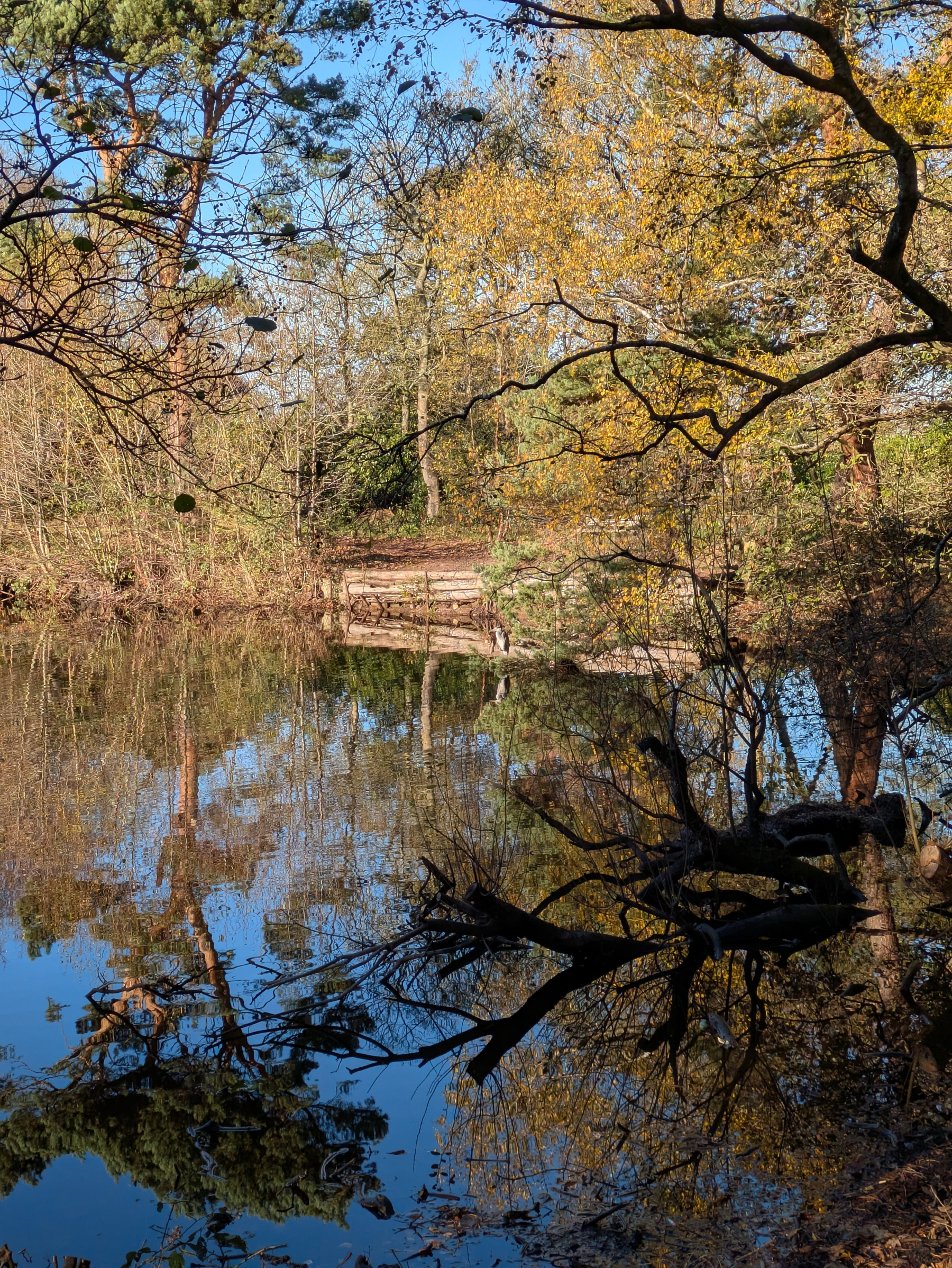 A tranquil pond reflects the surrounding trees with autumn foliage under a clear blue sky.