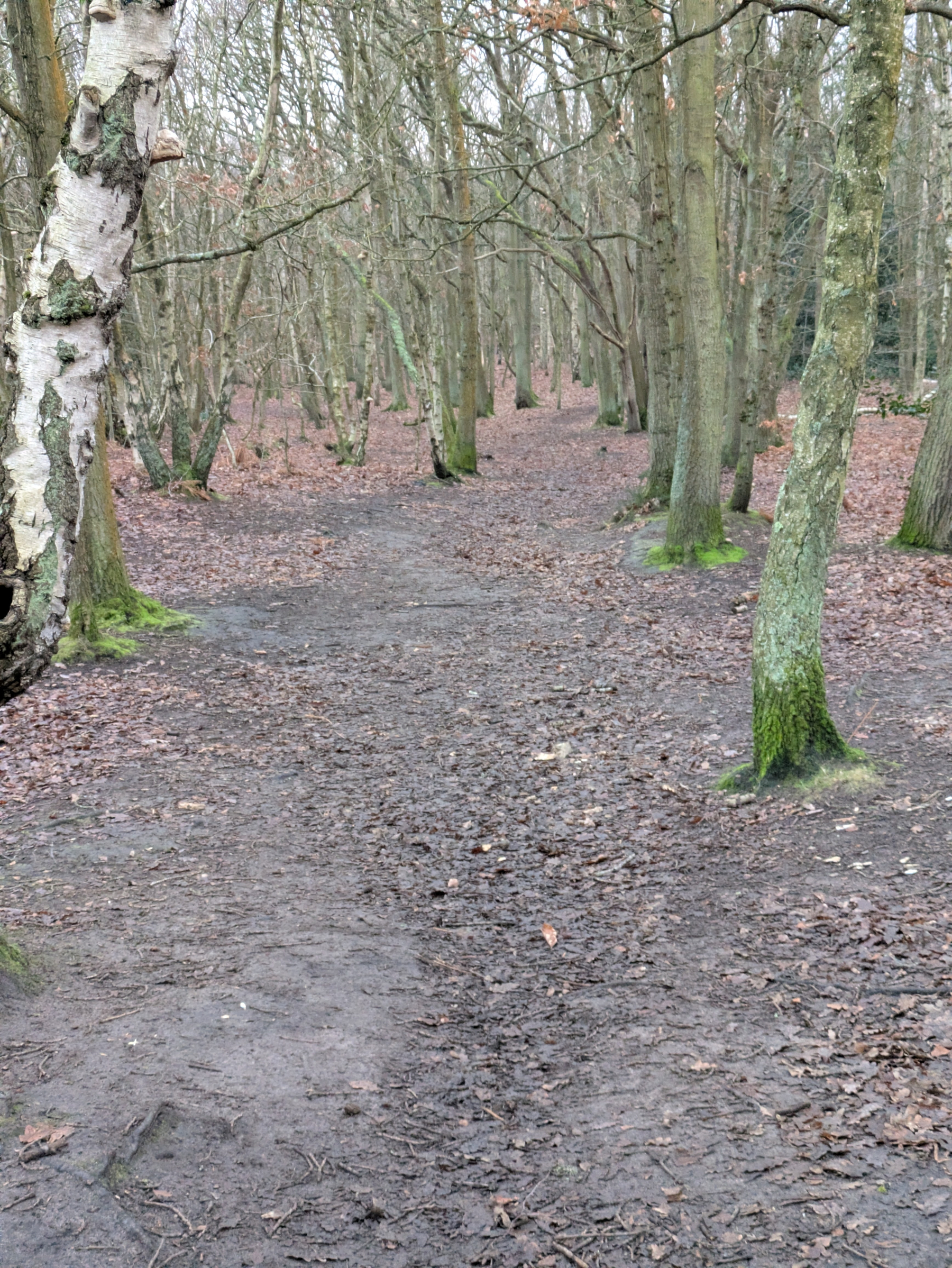 A dirt path winds through a forest with bare trees and fallen leaves on the ground.