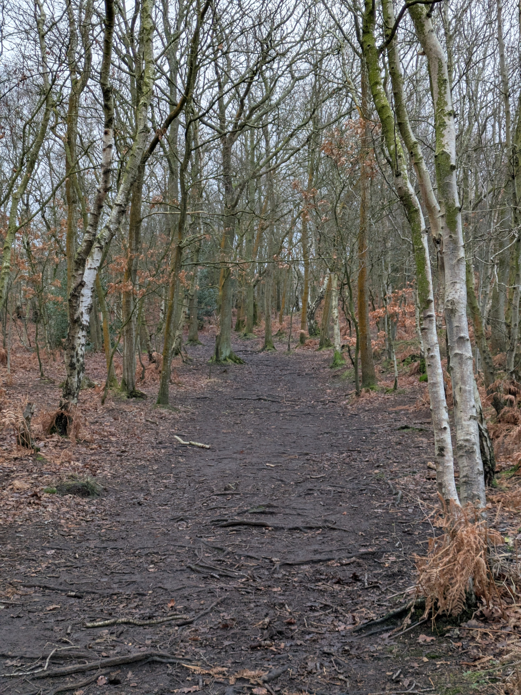 A dirt path lined with leafless trees winds through a quiet, wintery forest.
