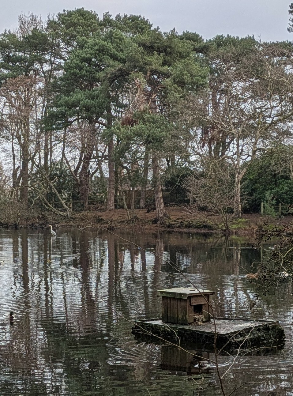 A tranquil pond with a small wooden structure on a platform is surrounded by trees, while a bird stands in the water.