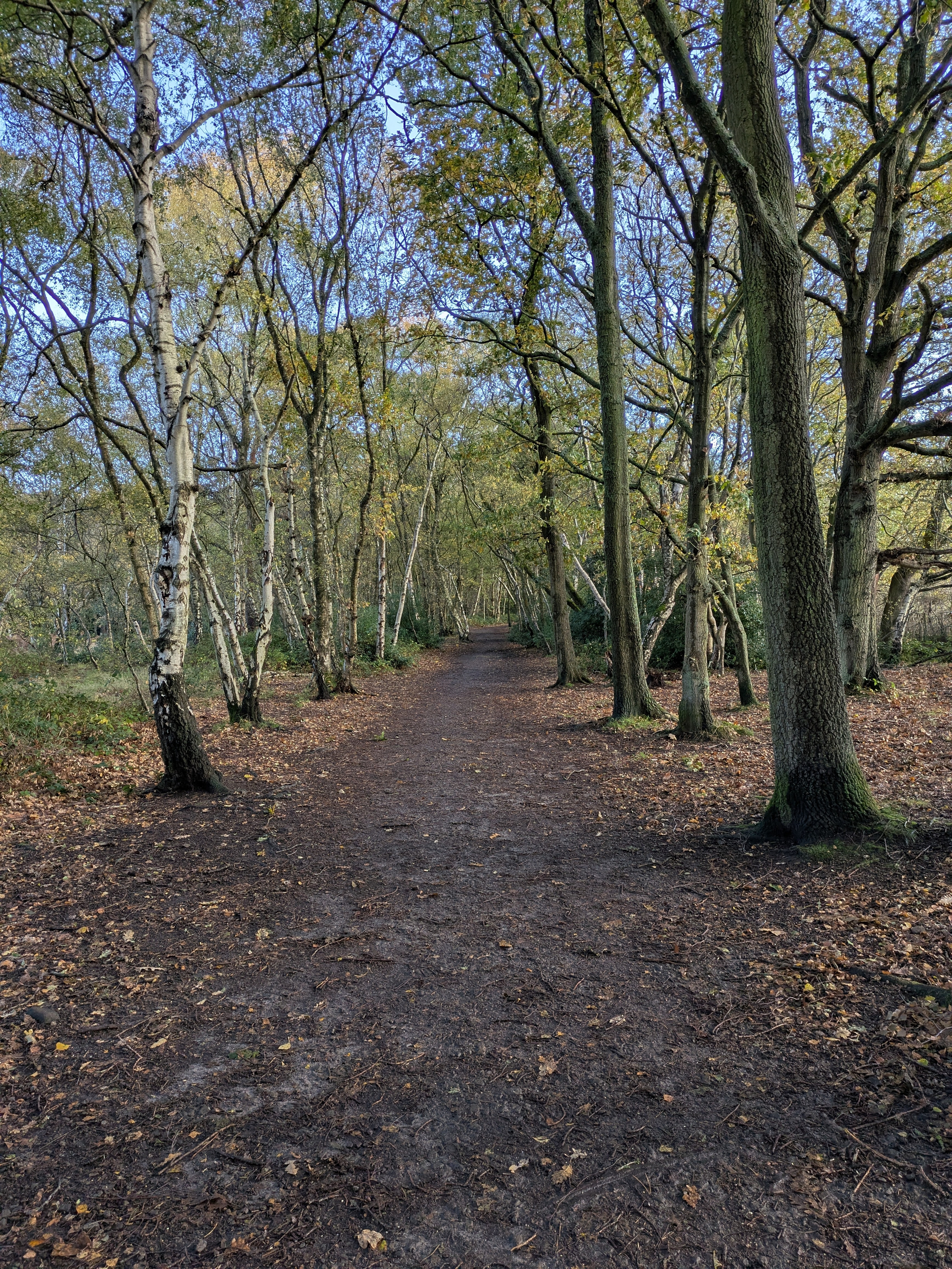 A forest path surrounded by tall trees with sparse autumn foliage stretches into the distance.