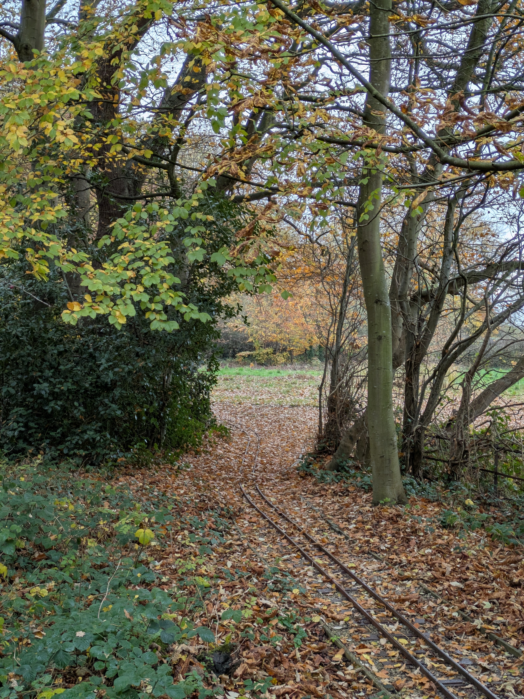 A narrow railway track runs through a forest with trees displaying autumn foliage.
