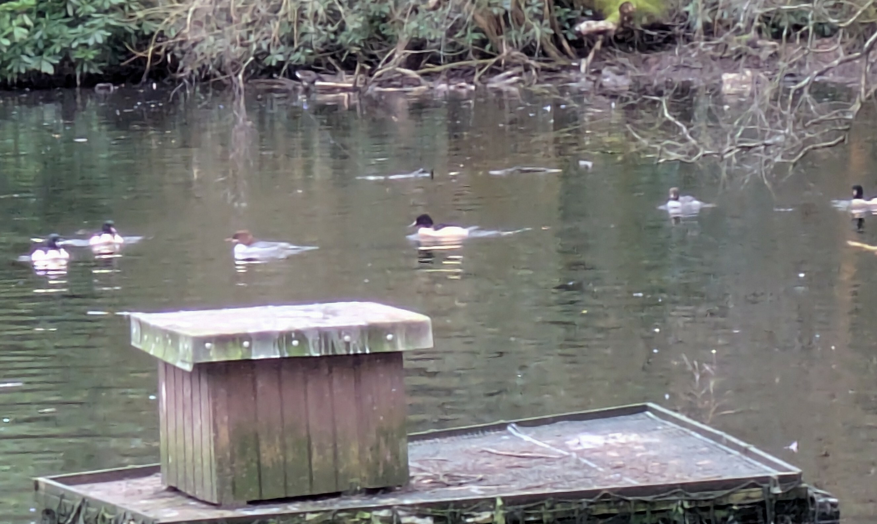 A group of ducks is swimming on a pond with a wooden structure in the foreground.