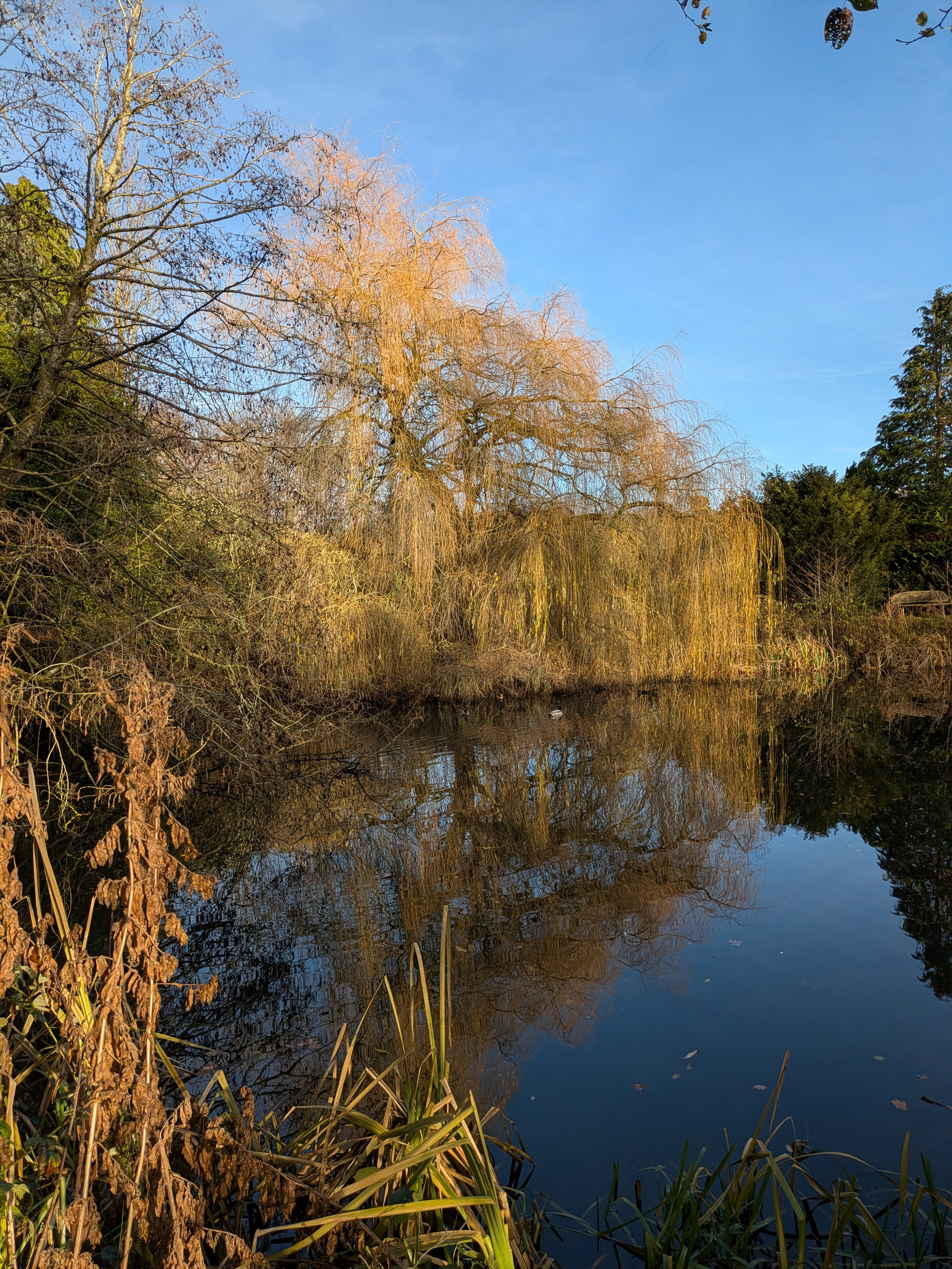 A serene pond is surrounded by trees with autumn foliage, reflecting beautifully on the calm water.