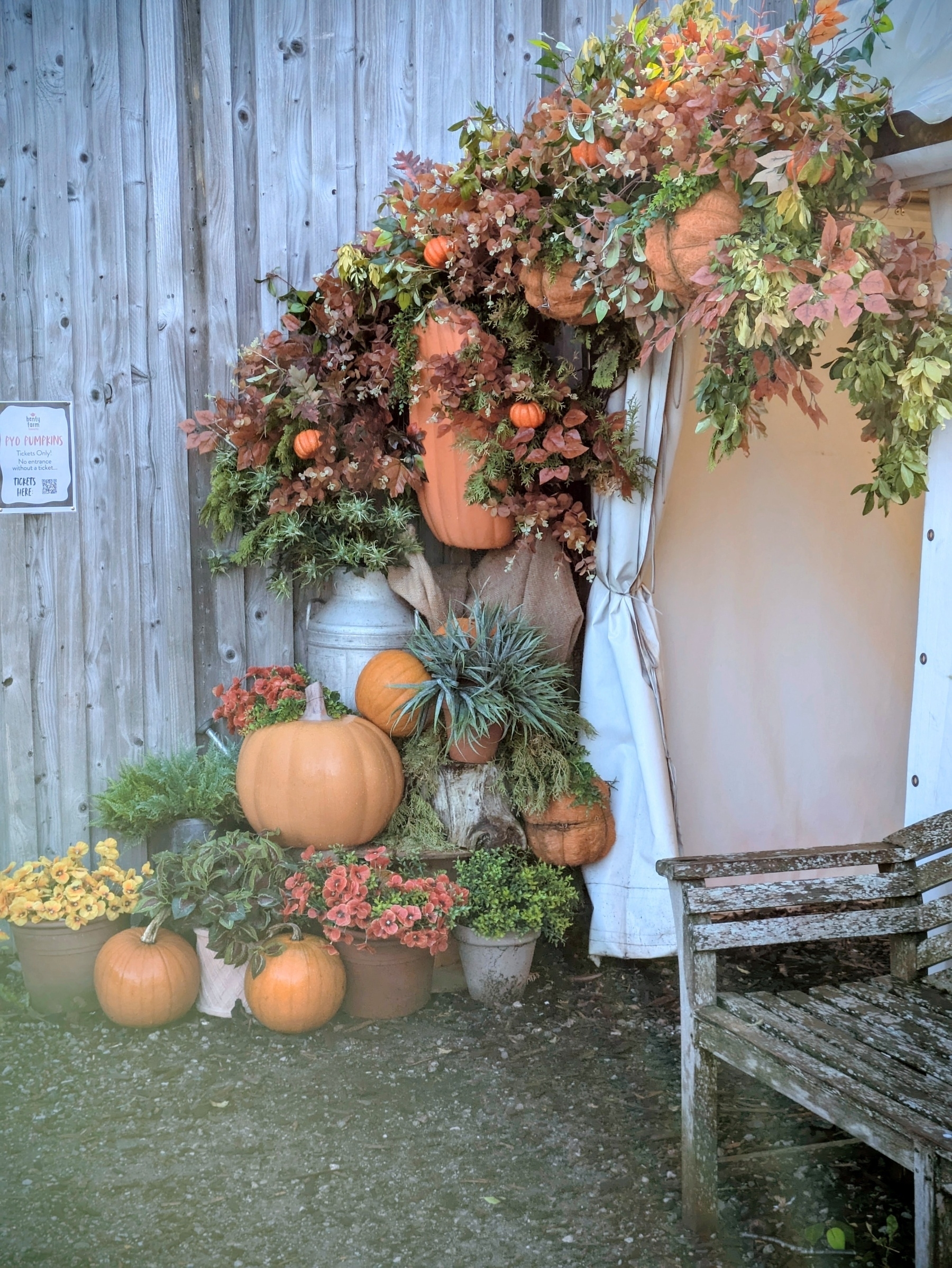 A rustic autumn display features pumpkins, colorful foliage, and potted plants arranged by a wooden wall and a white curtain.