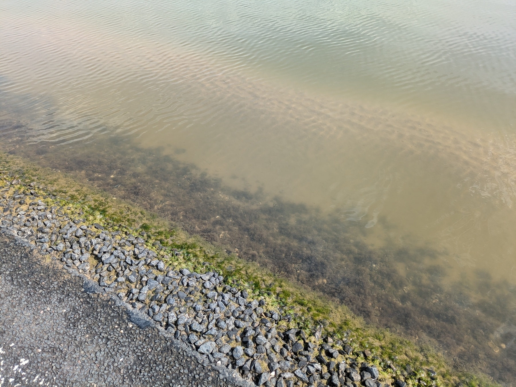 A closeup of an asphalt path which meets murky water with a gentle wave pattern and a narrow sandbar..