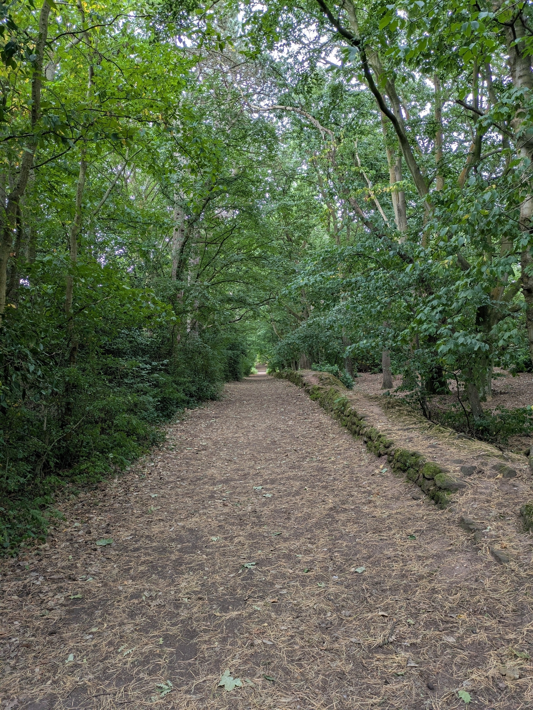 A dirt path surrounded by dense green trees stretches into the distance.