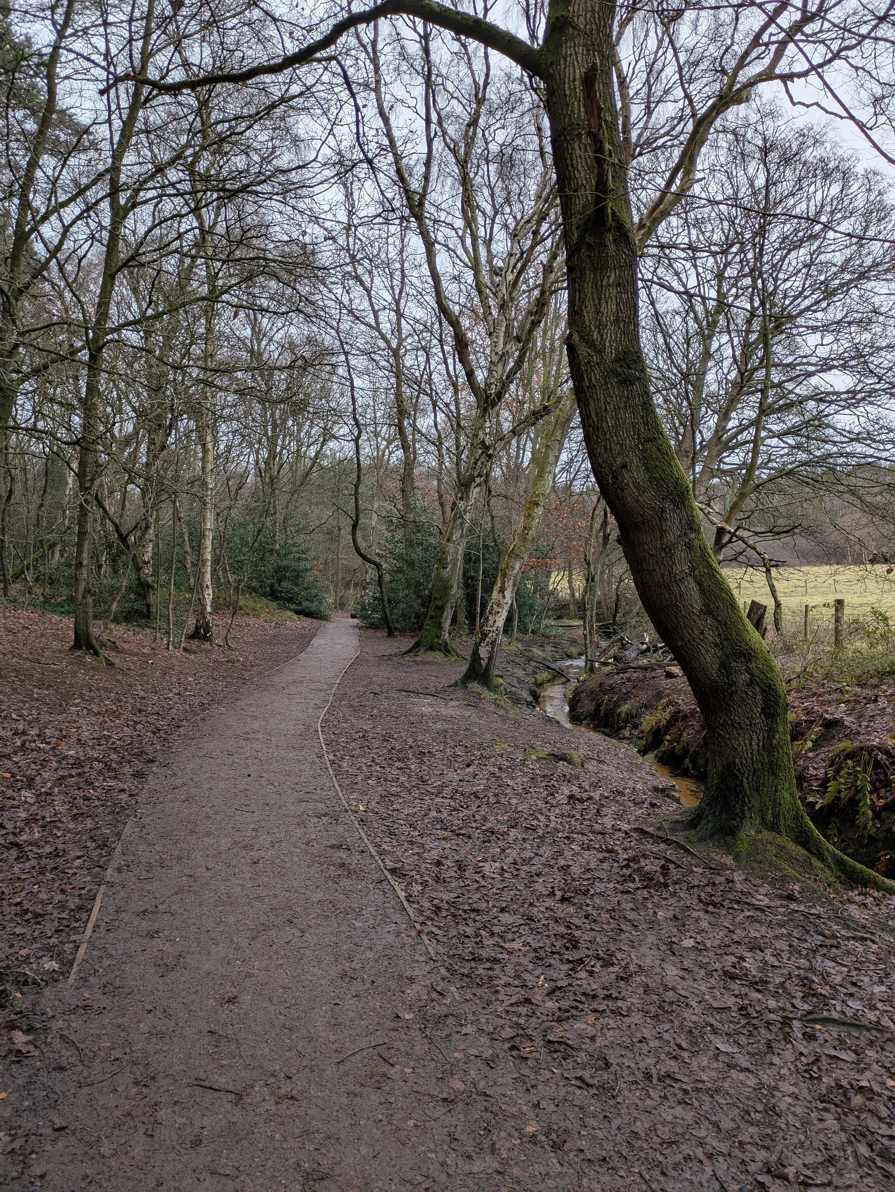 A dirt path winds through a bare winter forest with a small stream running alongside it.
