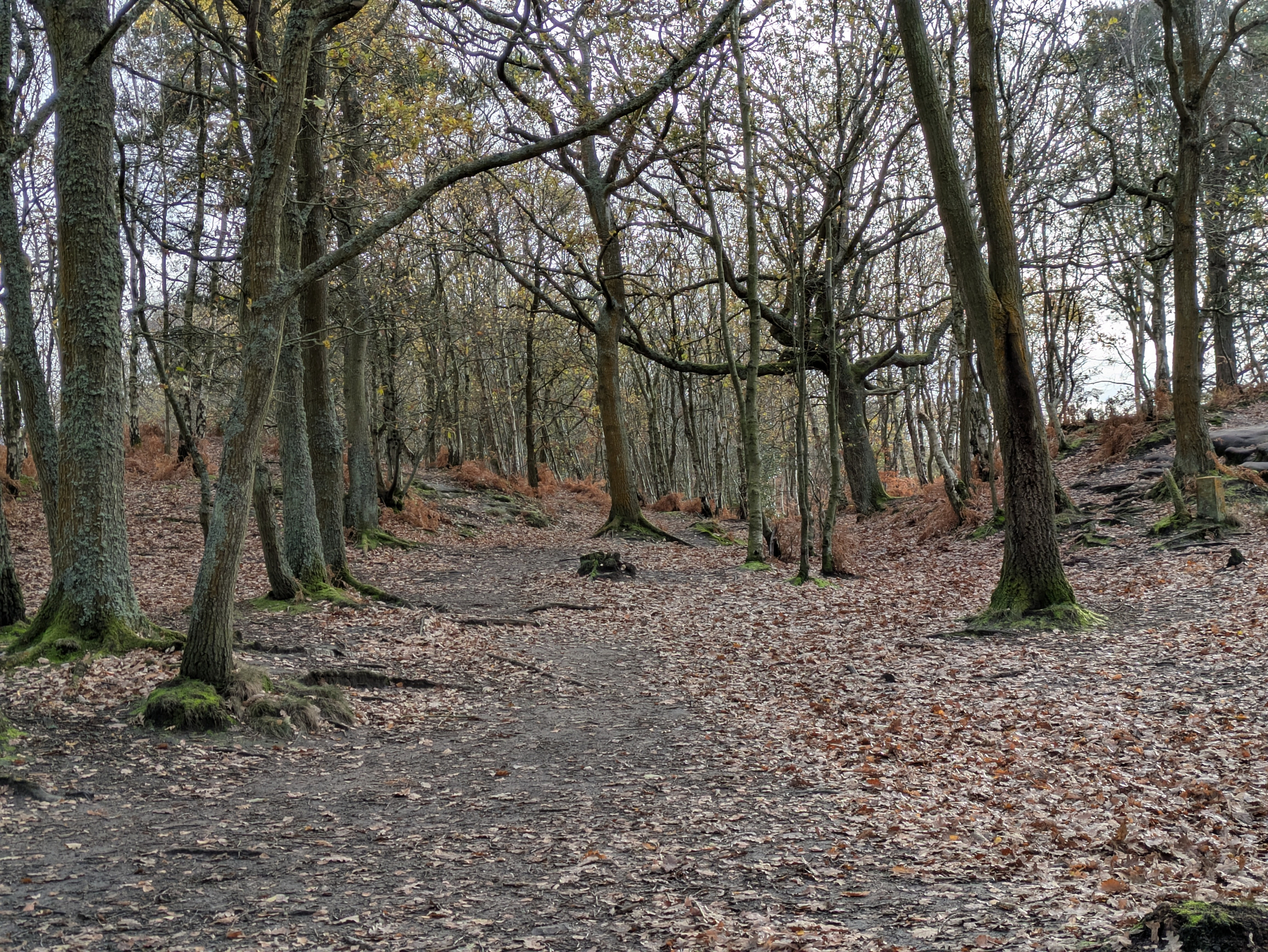 A forest path is surrounded by trees and a carpet of fallen leaves.