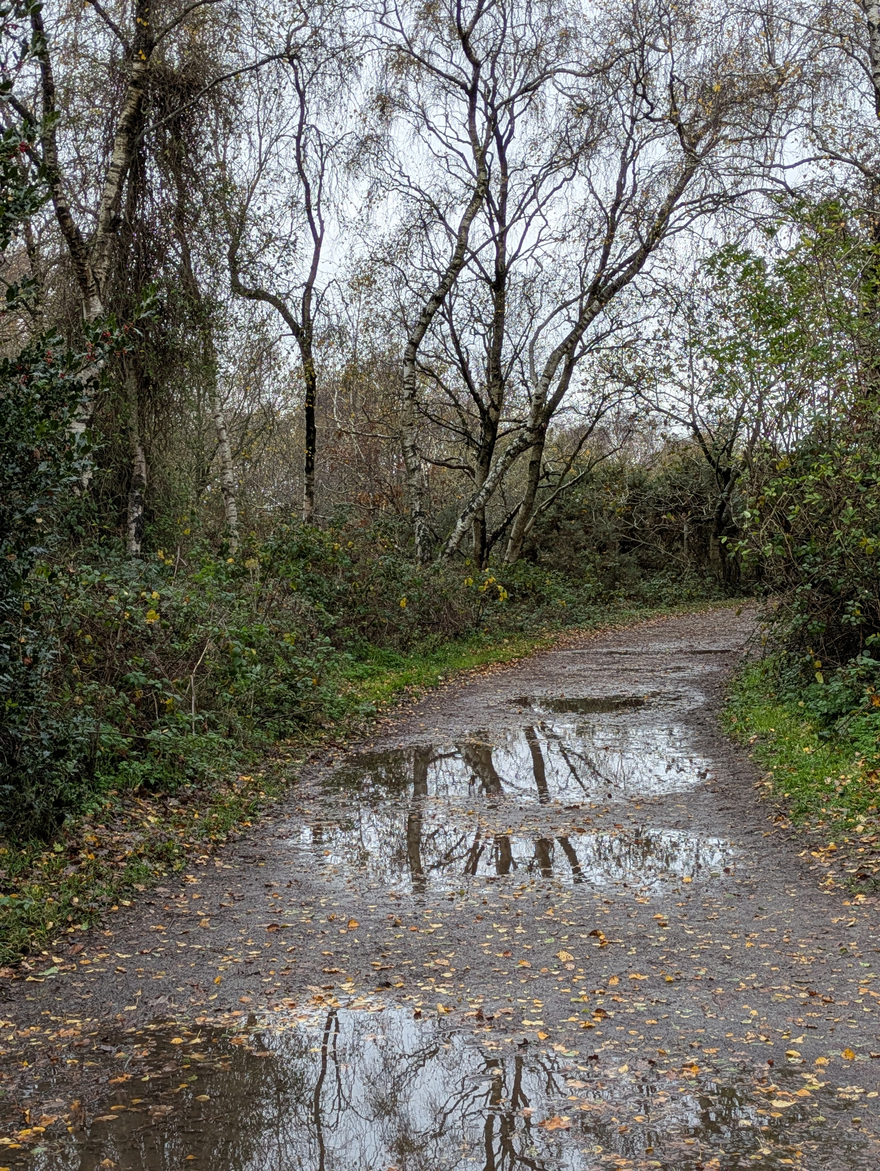 A wooded path is covered with puddles that reflect the surrounding bare trees.