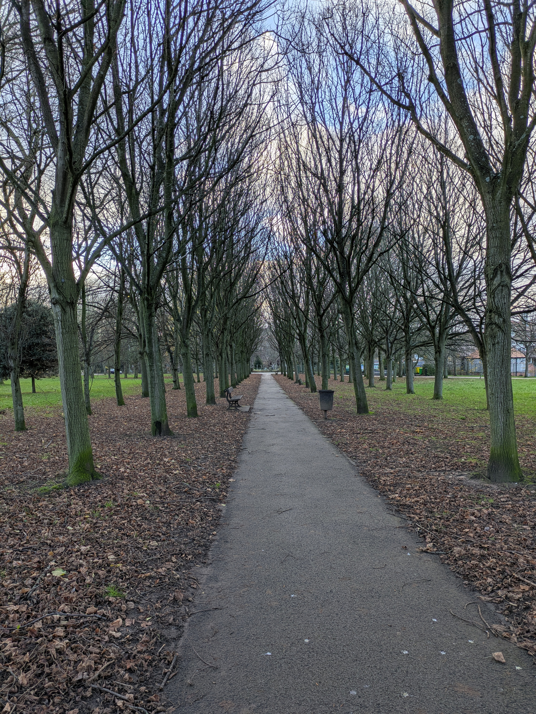 A straight, tree-lined pathway stretches into the distance, bordered by bare trees and leaf-covered ground.