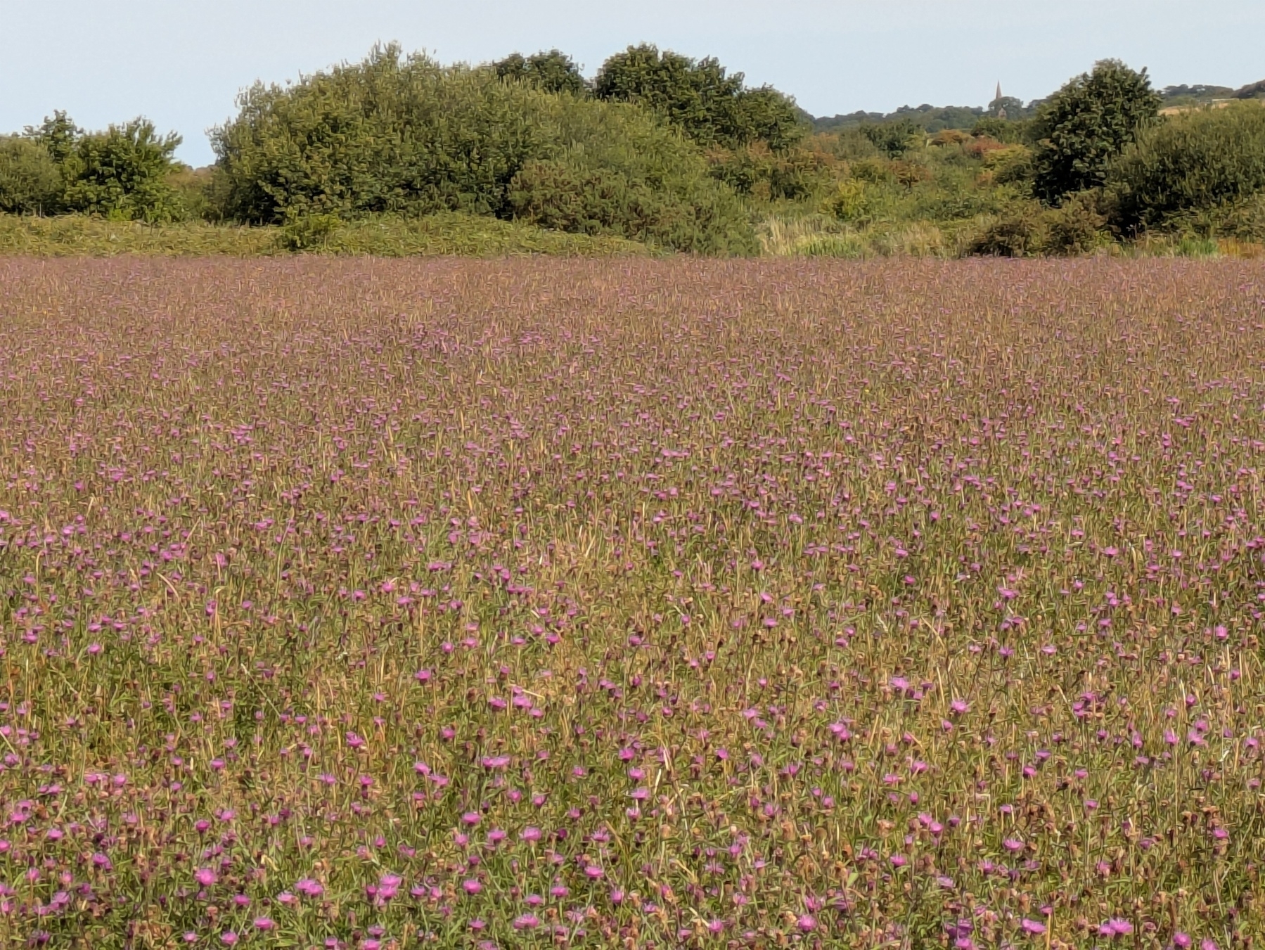 A field of purple wildflowers stretches towards a backdrop of green trees and a distant tower.