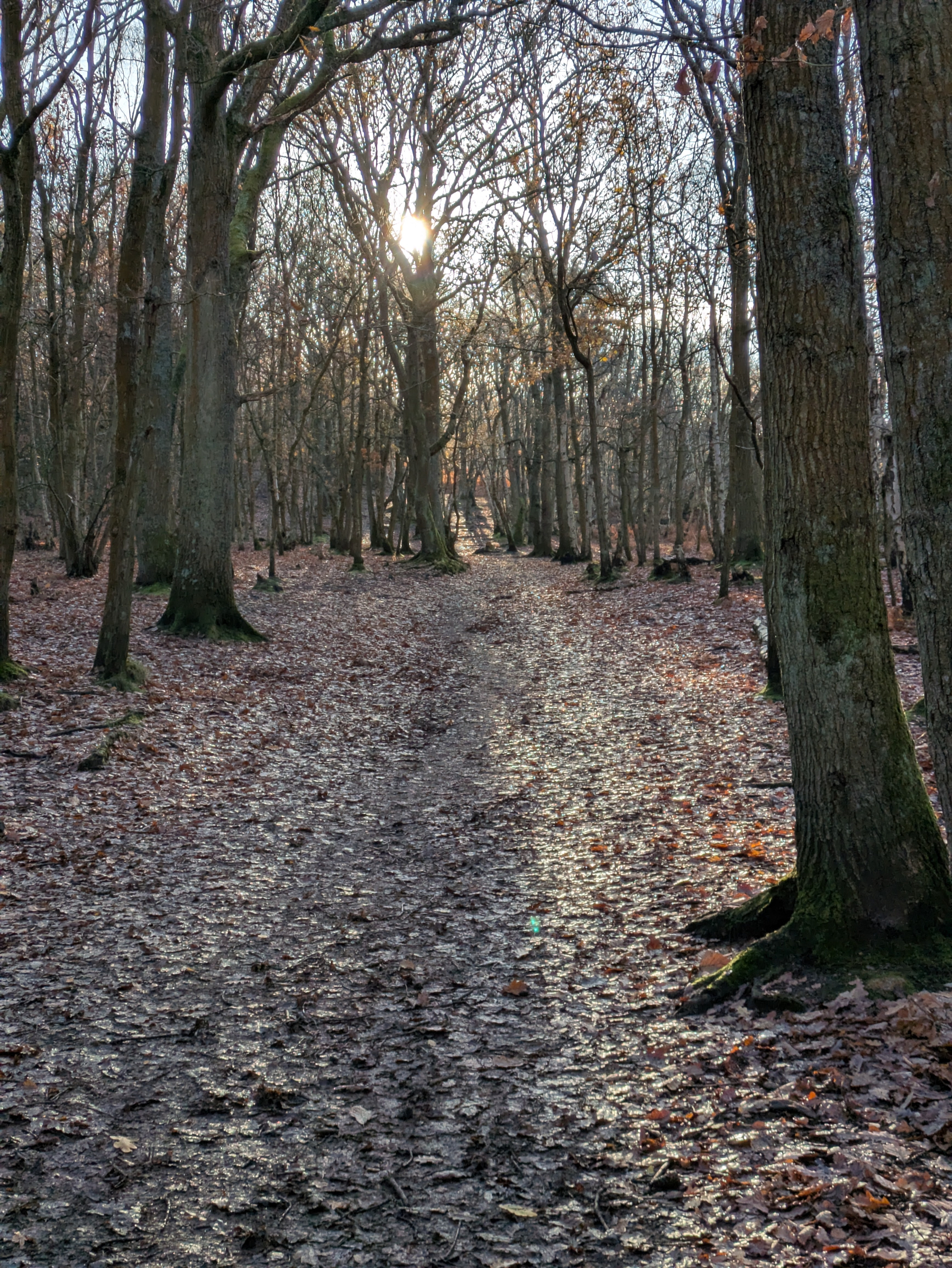 A sunlit forest path is bordered by tall, leafless trees, with scattered fallen leaves covering the ground.