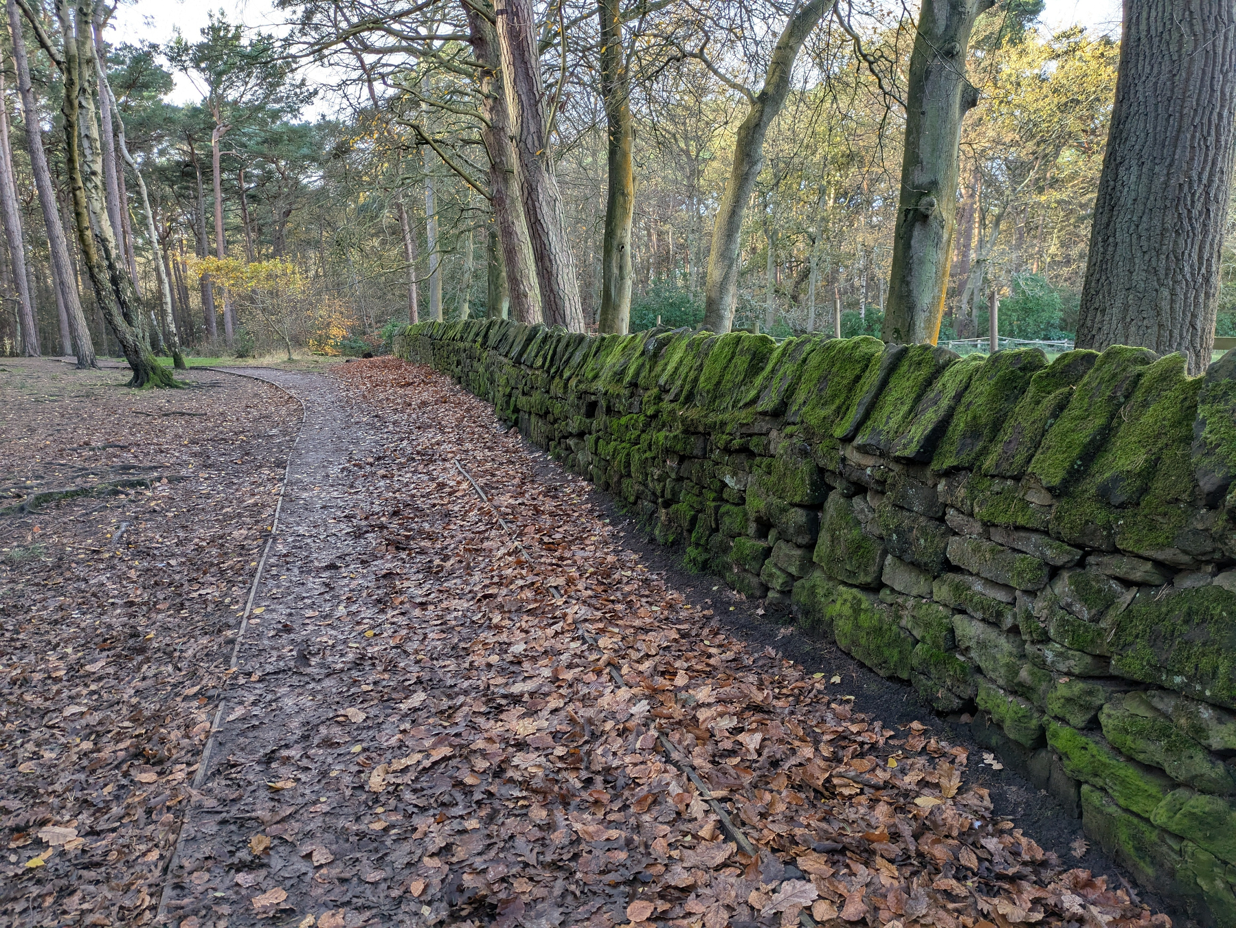 A moss-covered stone wall runs alongside a leaf-strewn path in a wooded area.