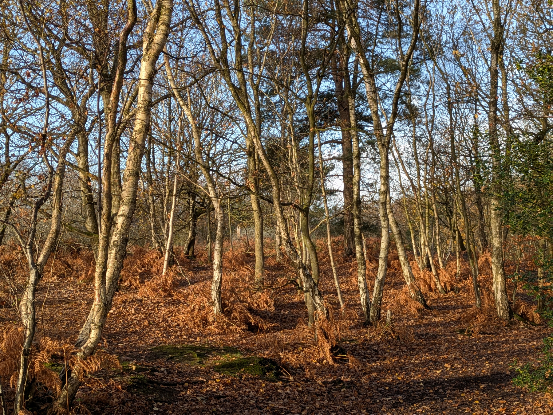 A forest scene features bare trees with brown ferns and leaves scattered on the ground.