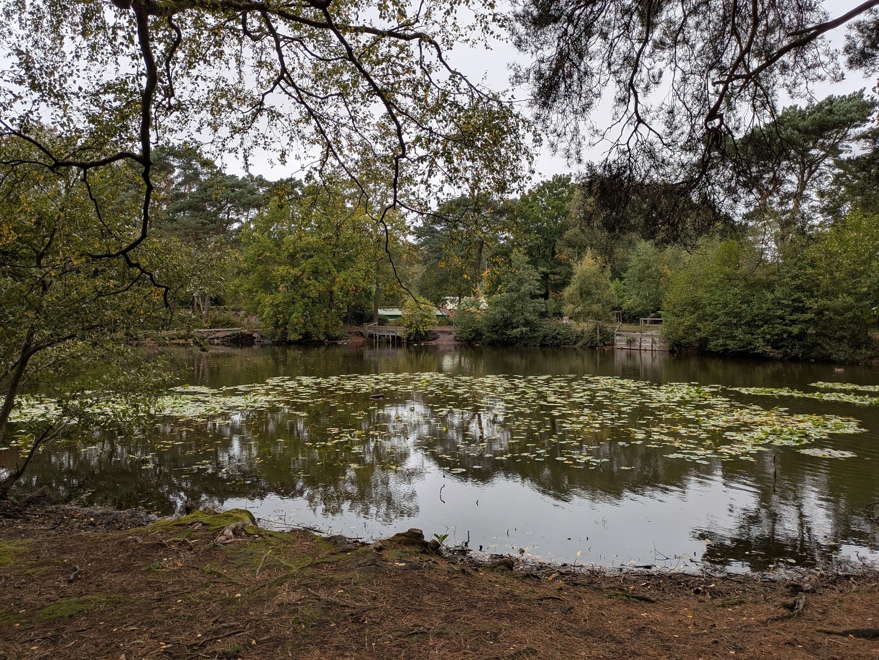 A serene pond surrounded by trees and covered with lily pads under a cloudy sky.