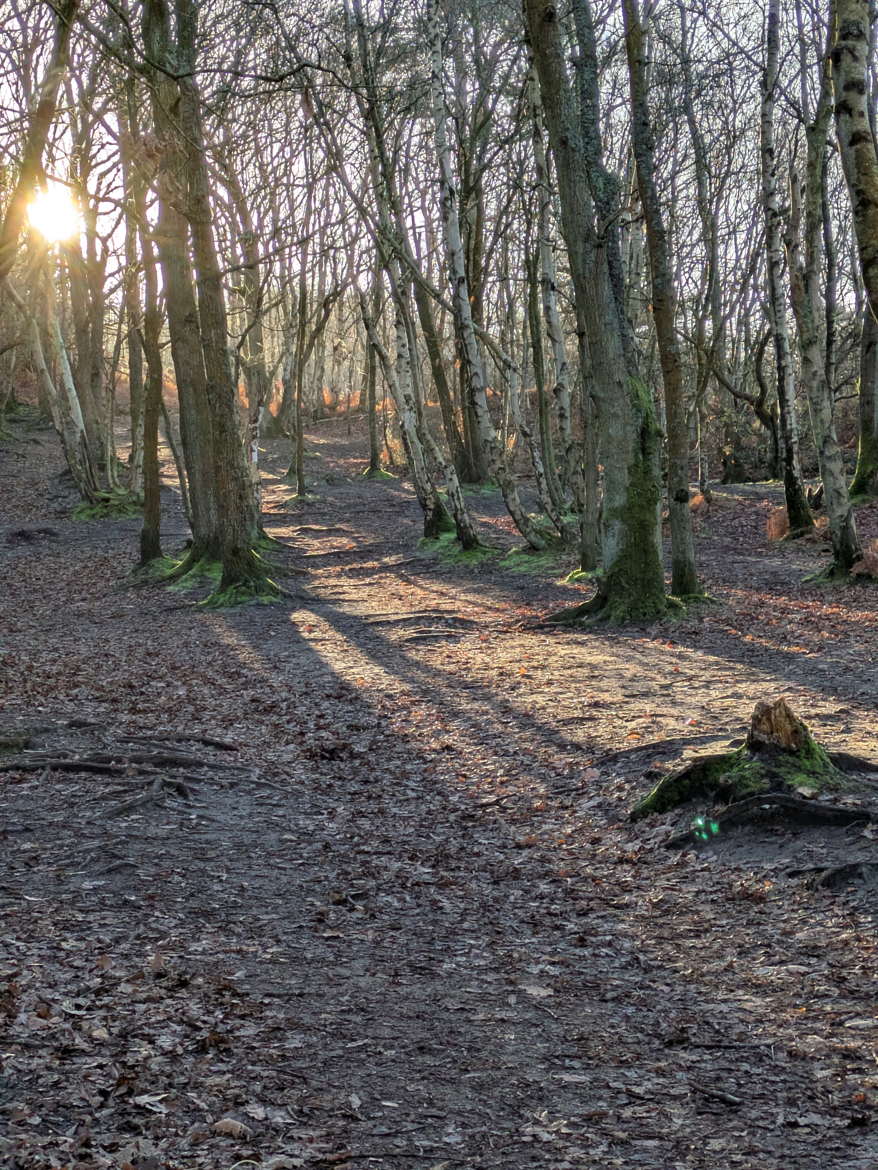 Sunlight filters through a forest of leafless trees, casting long shadows on the ground.