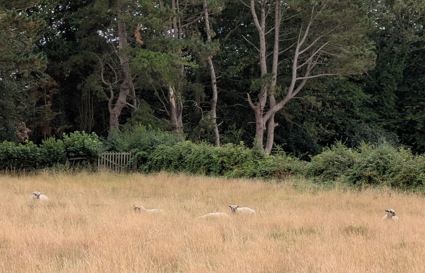 Sheep parrot hidden in tall parched grass with bushes and trees behind.
