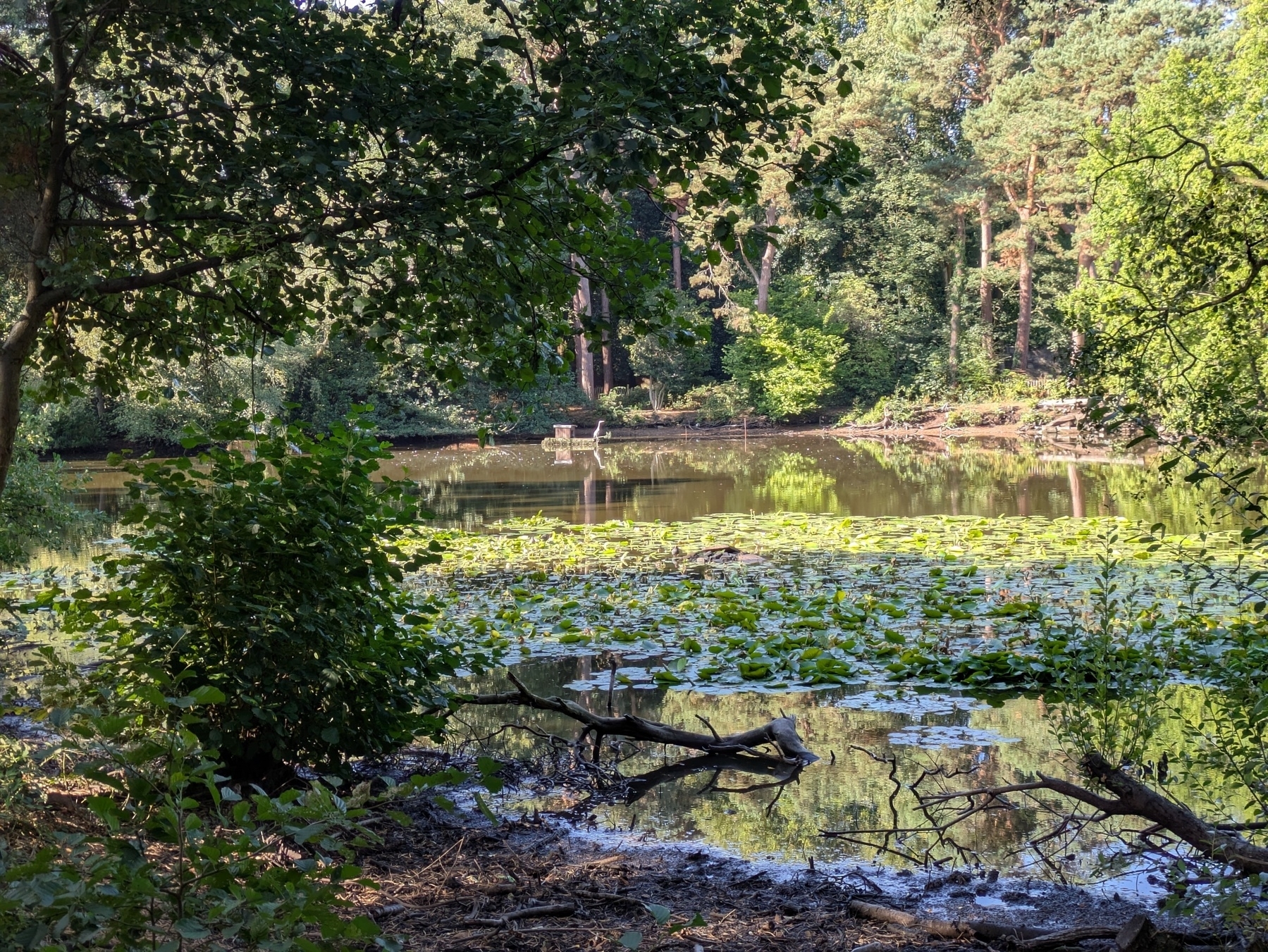 A peaceful pond surrounded by lush greenery and trees, with lily pads floating on the water's surface.